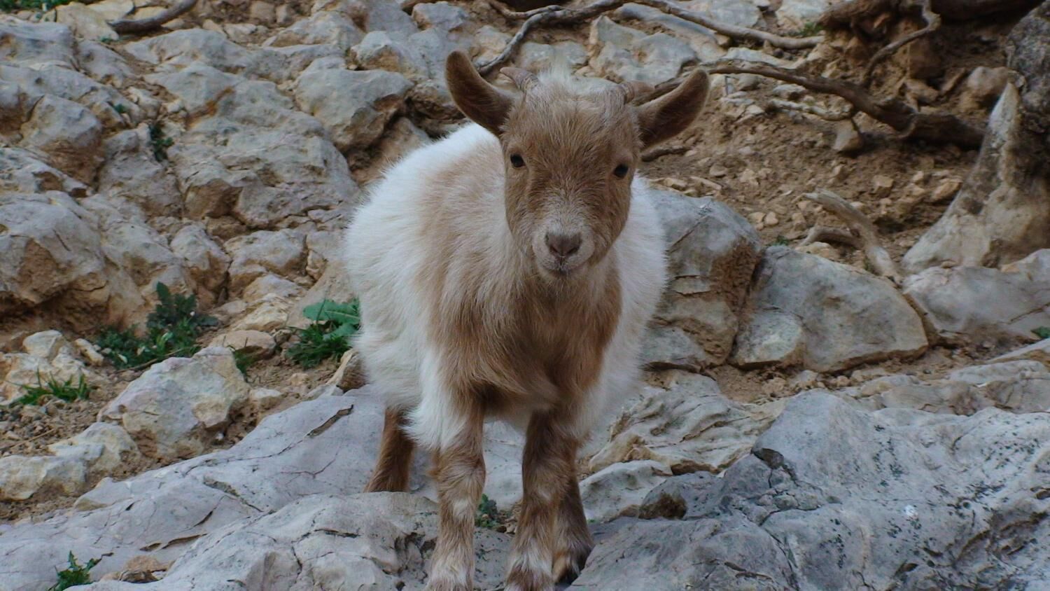 Hort de Mao Casa Vella