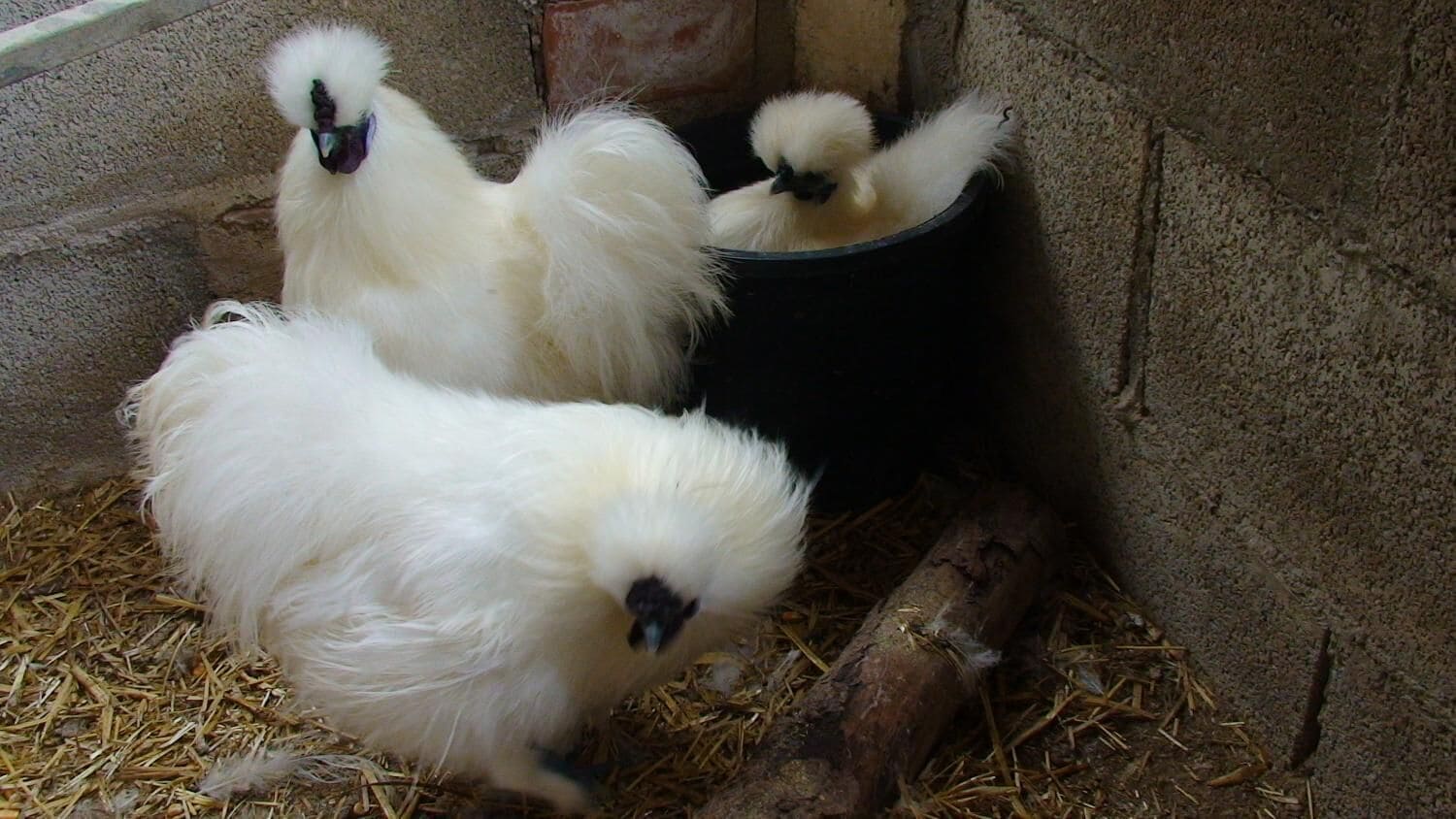 Hort de Mao Casa Vella