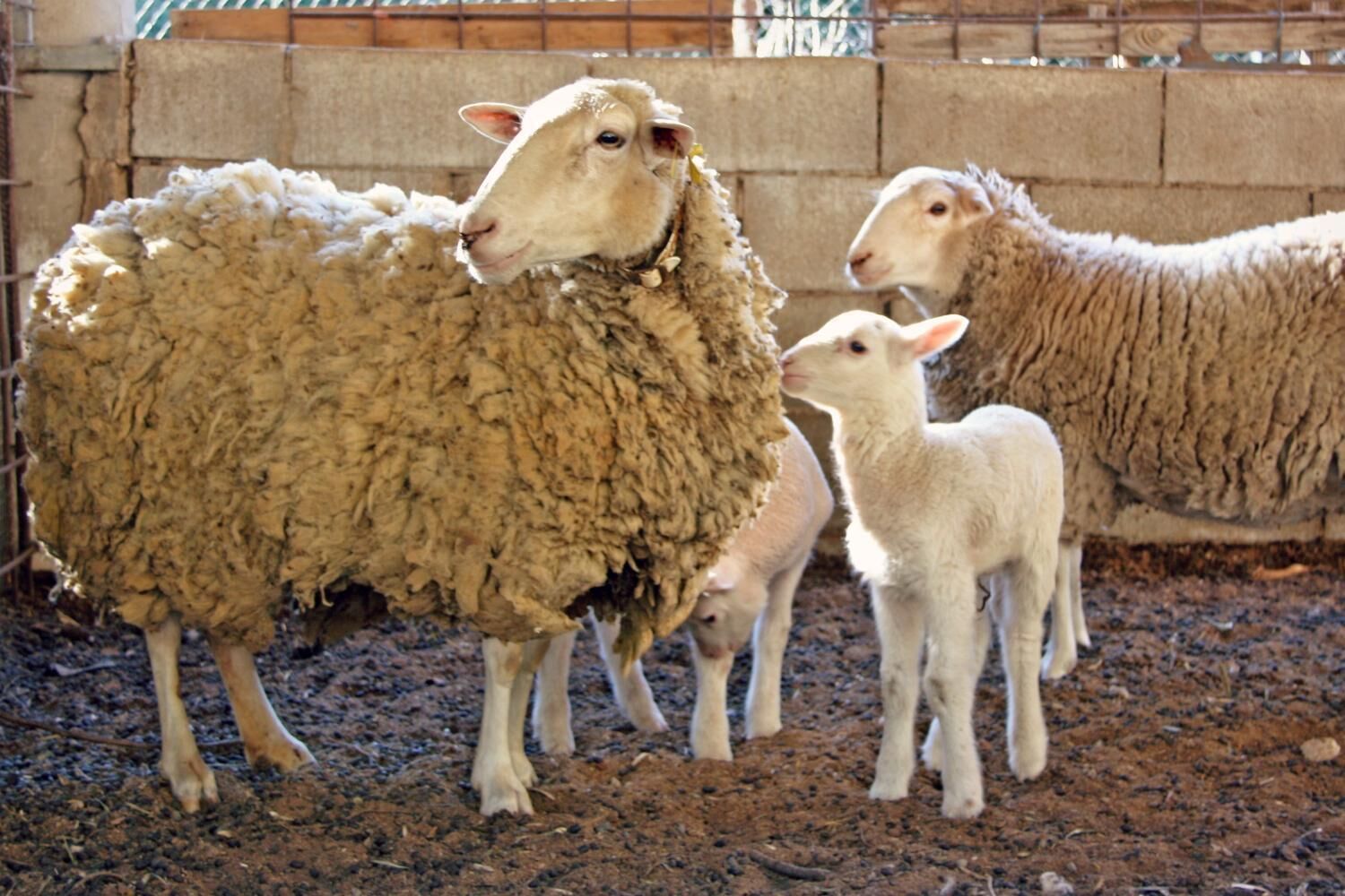 Hort de Mao Casa Vella