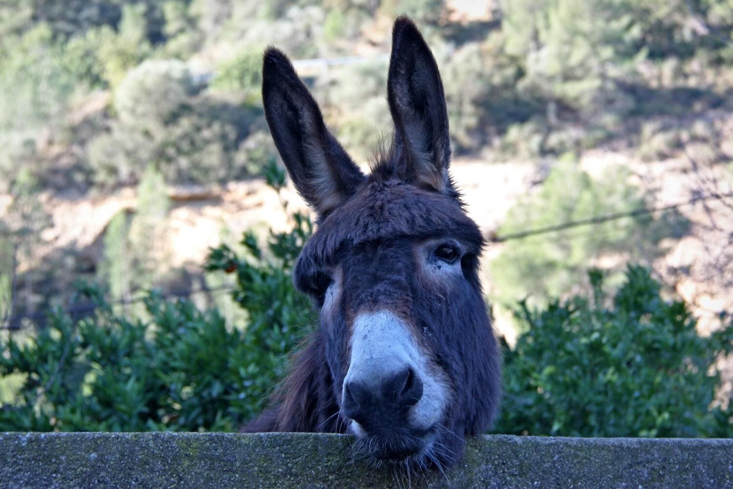Hort de Mao Casa Vella