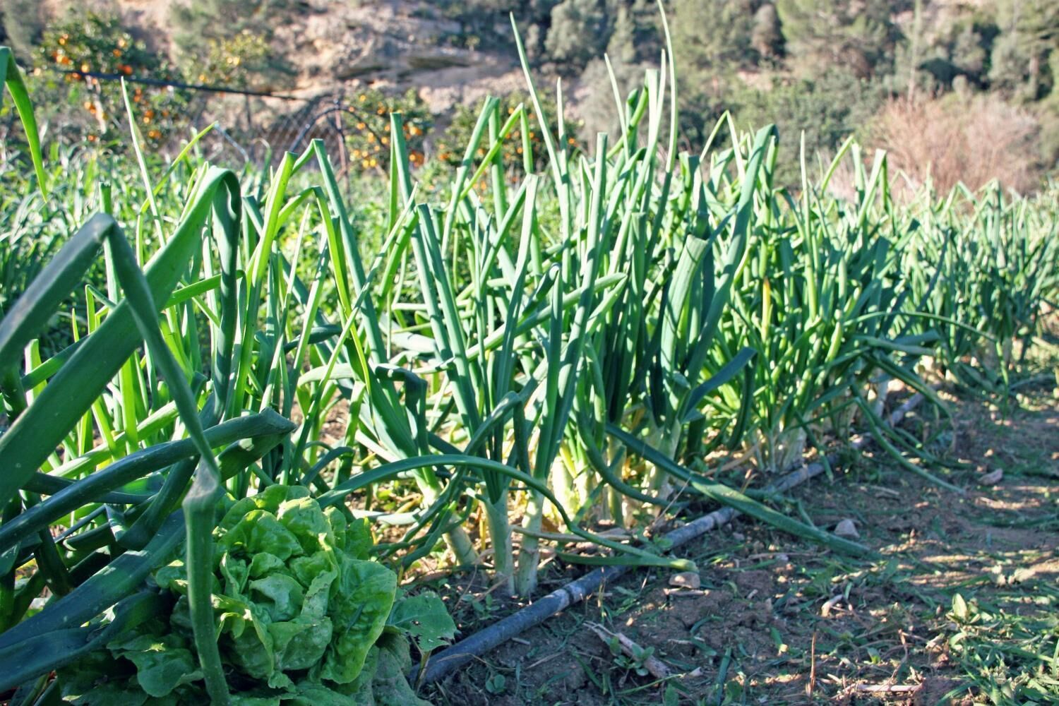 Hort de Mao Casa Vella
