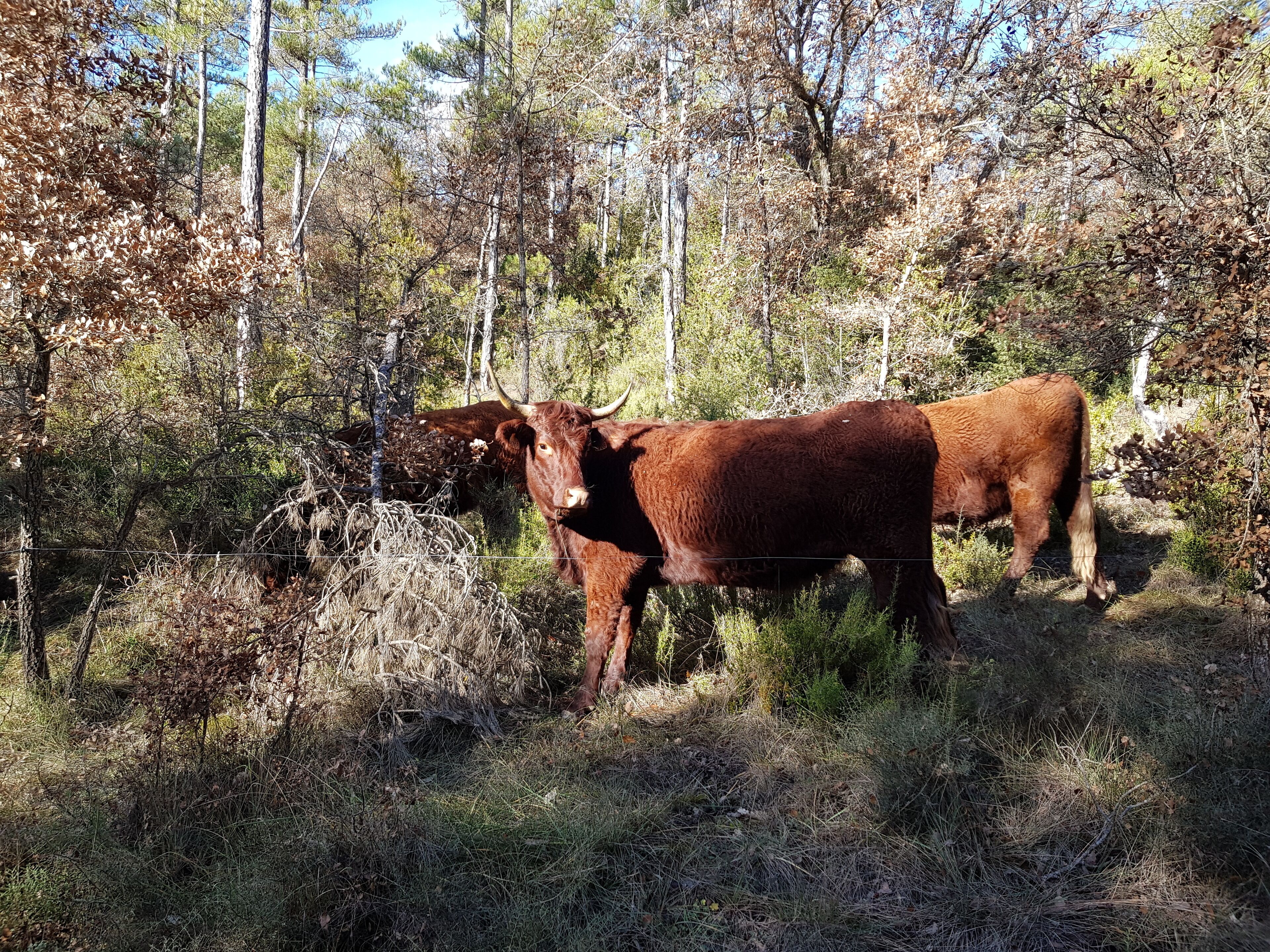Rural Sant Petrus De Madrona
