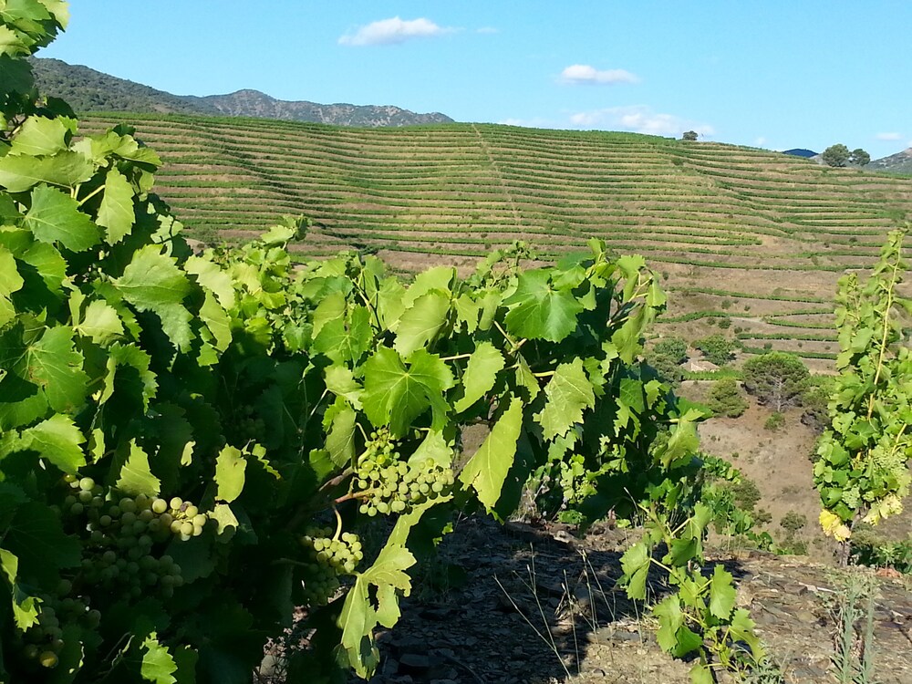 Casa Vella Del Panta De Riudecanyes