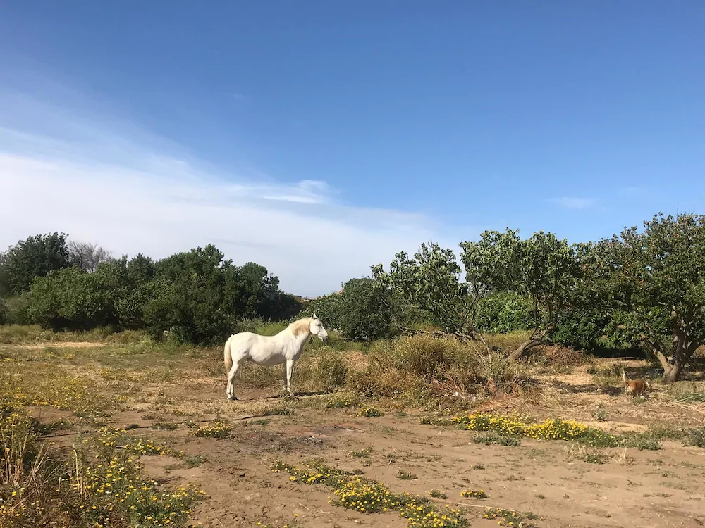 The Farm Tiny House Tiny Casa
