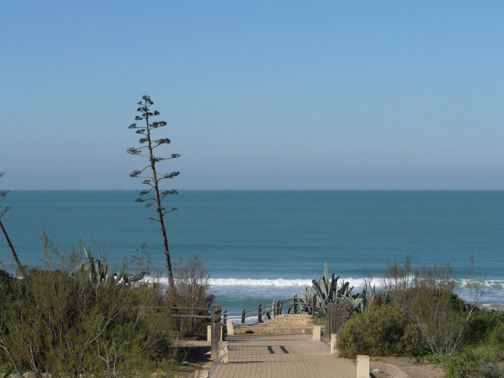 Violetas De Mar