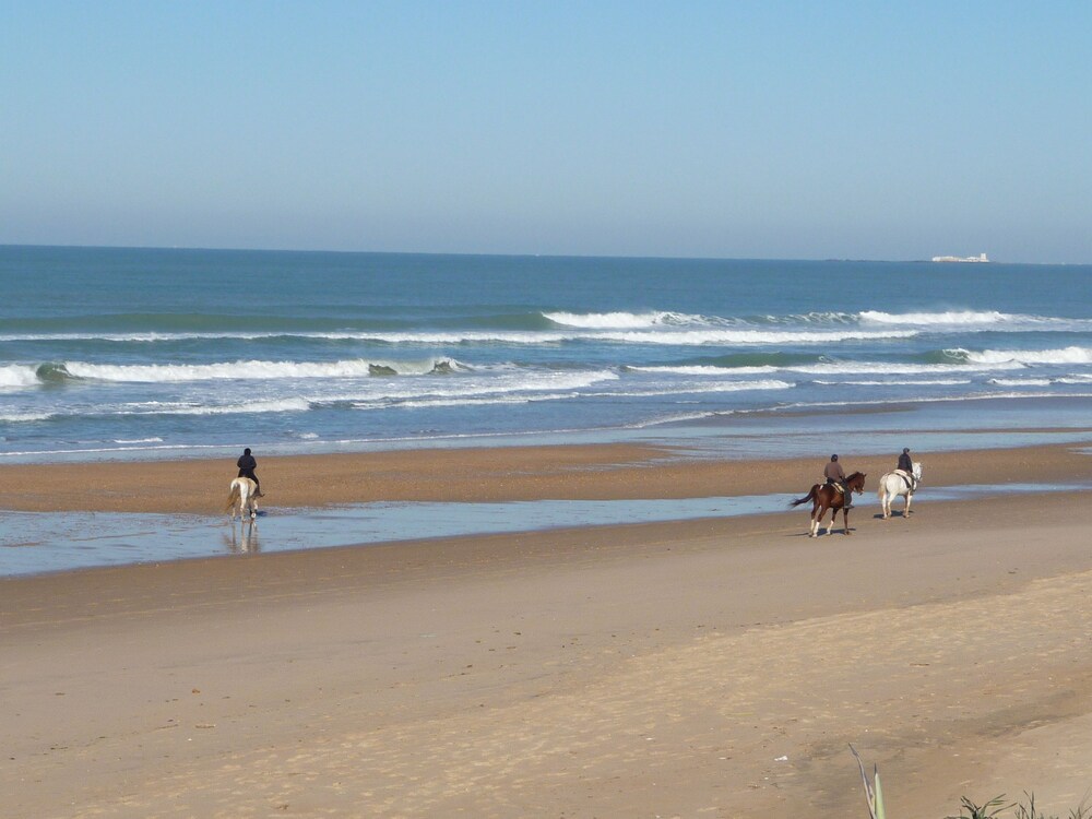 Violetas De Mar