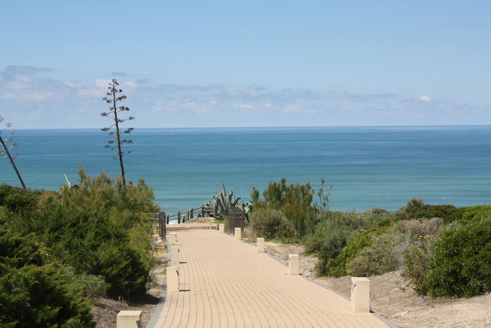Violetas De Mar