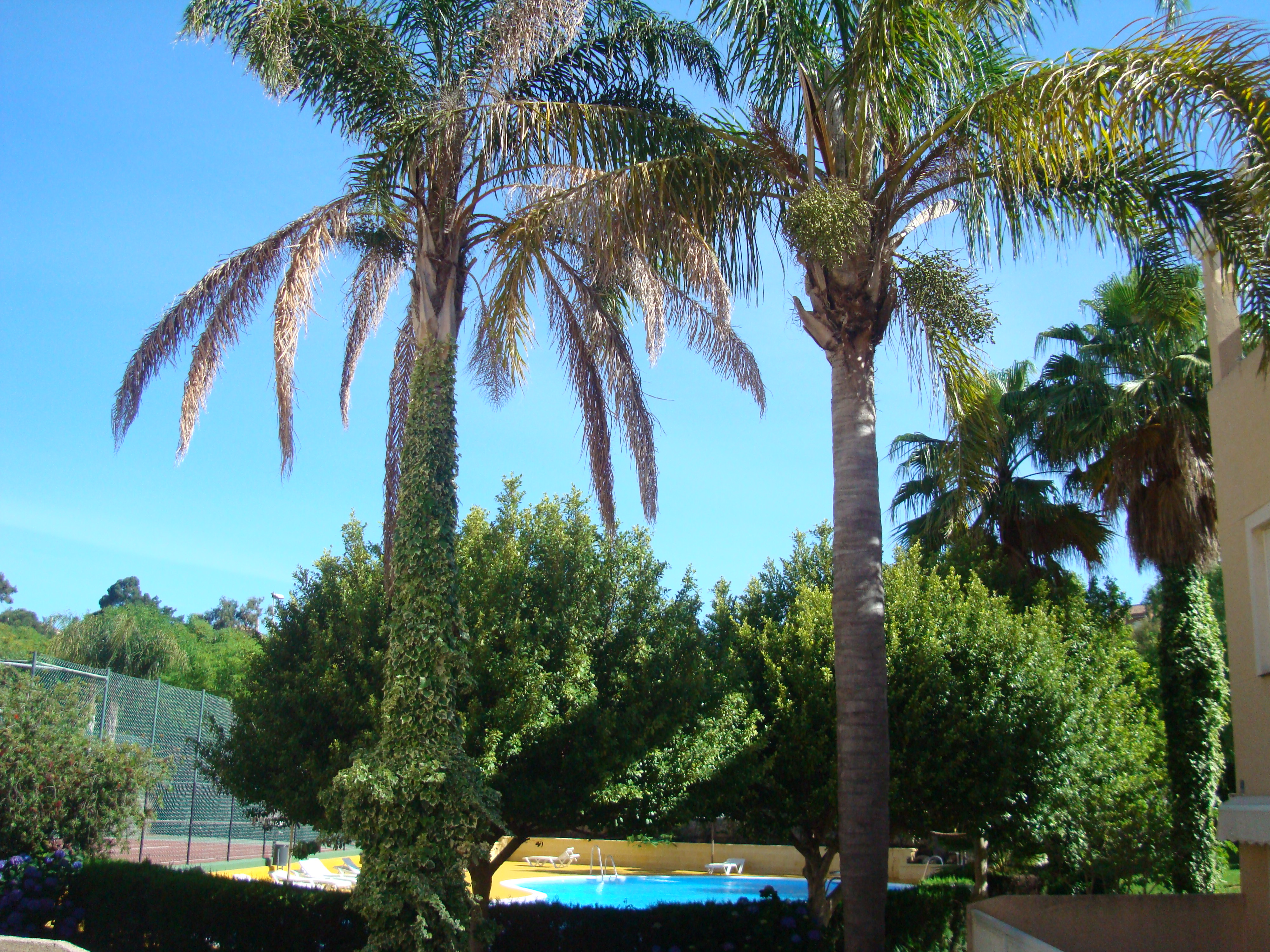 Apartamentos Islantur Ipanema
