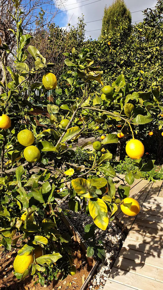 Las Casas De Colinas