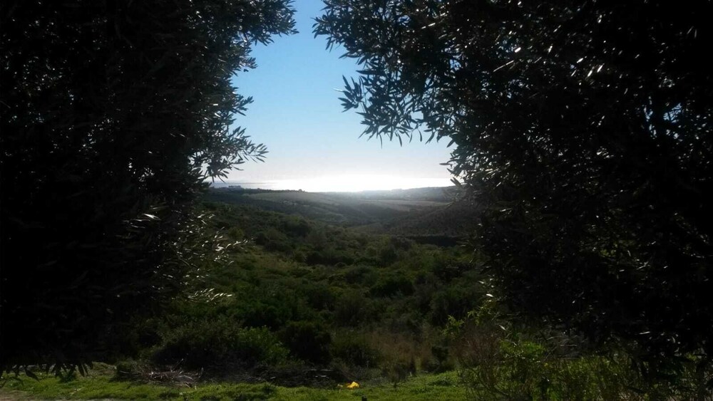 Finca Baeza Flores