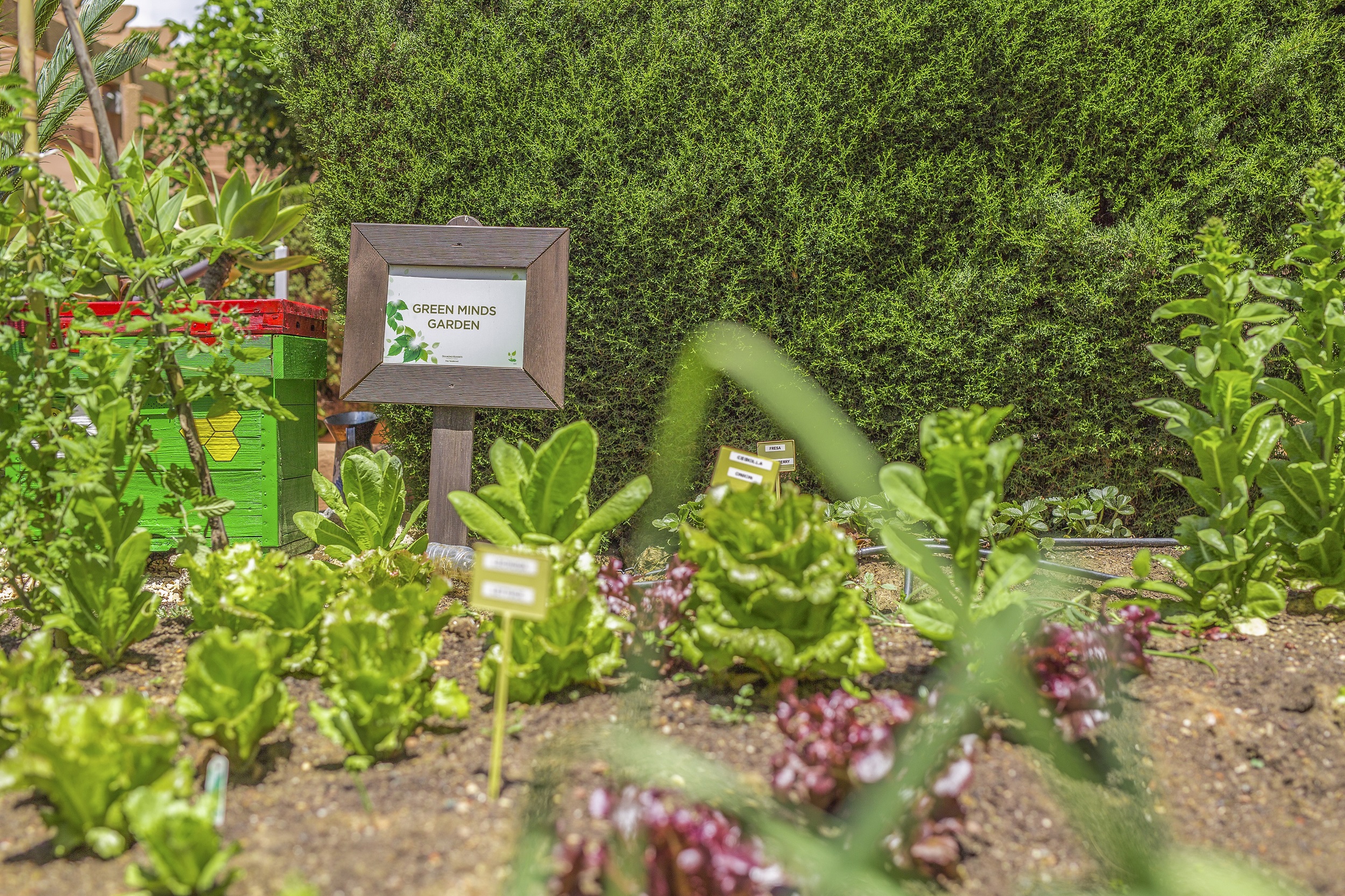 Diamond Resorts Los Amigos Beach Club