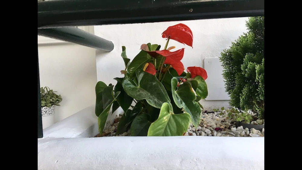 Mi Capricho Beach Apartments