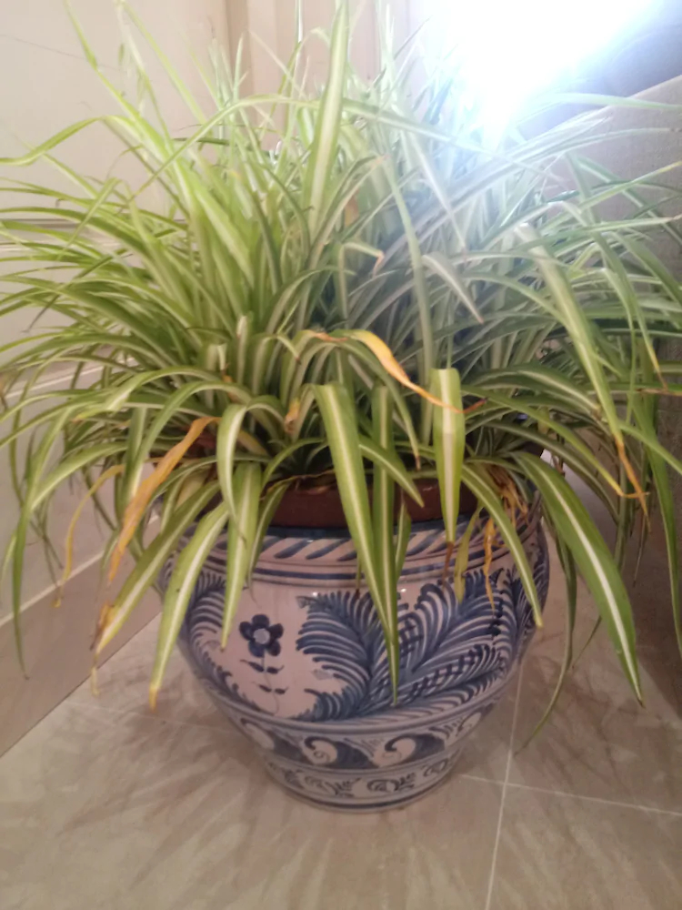 Apartamentos AS Málaga Centro Histórico