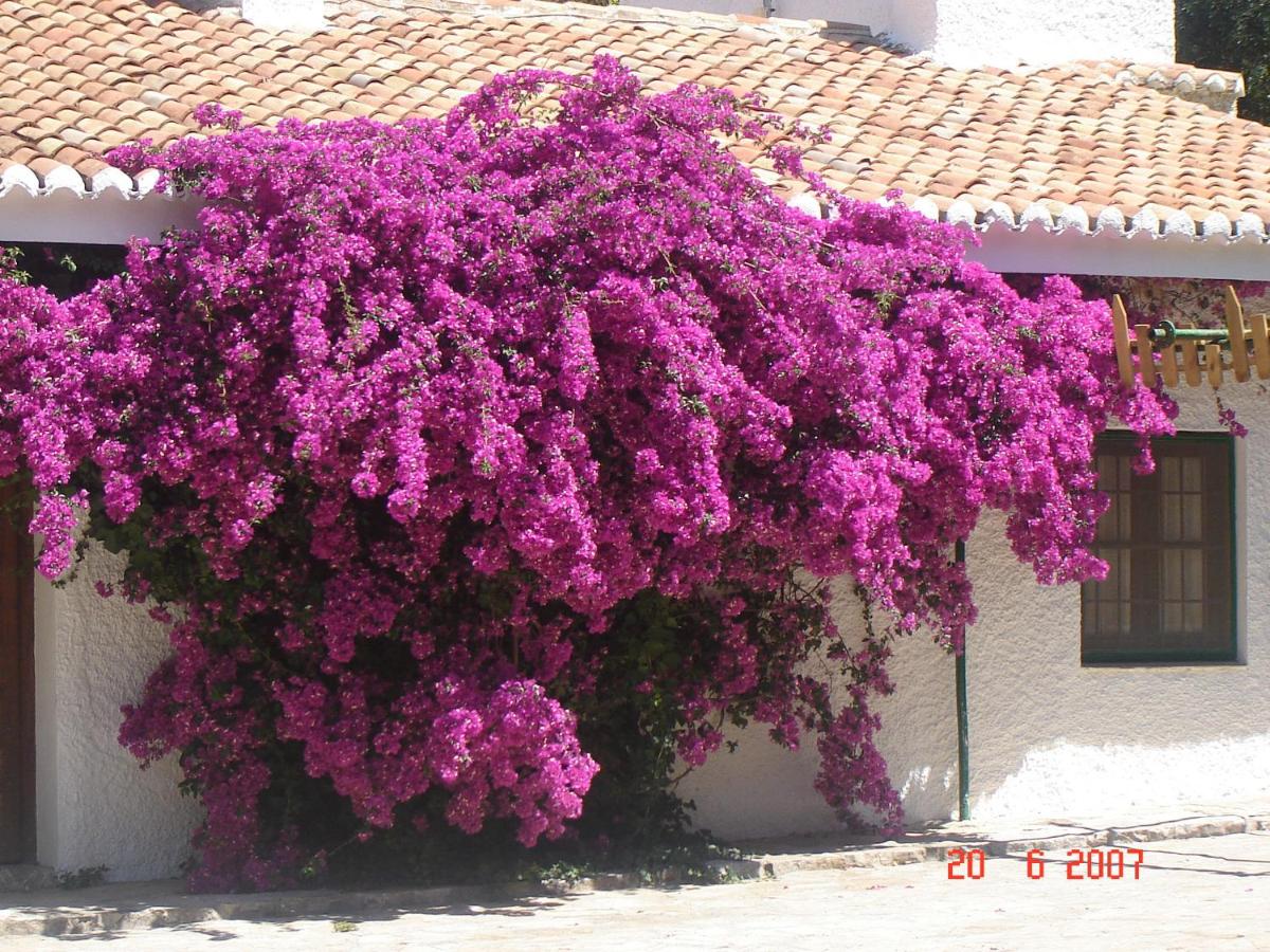 Humaina
