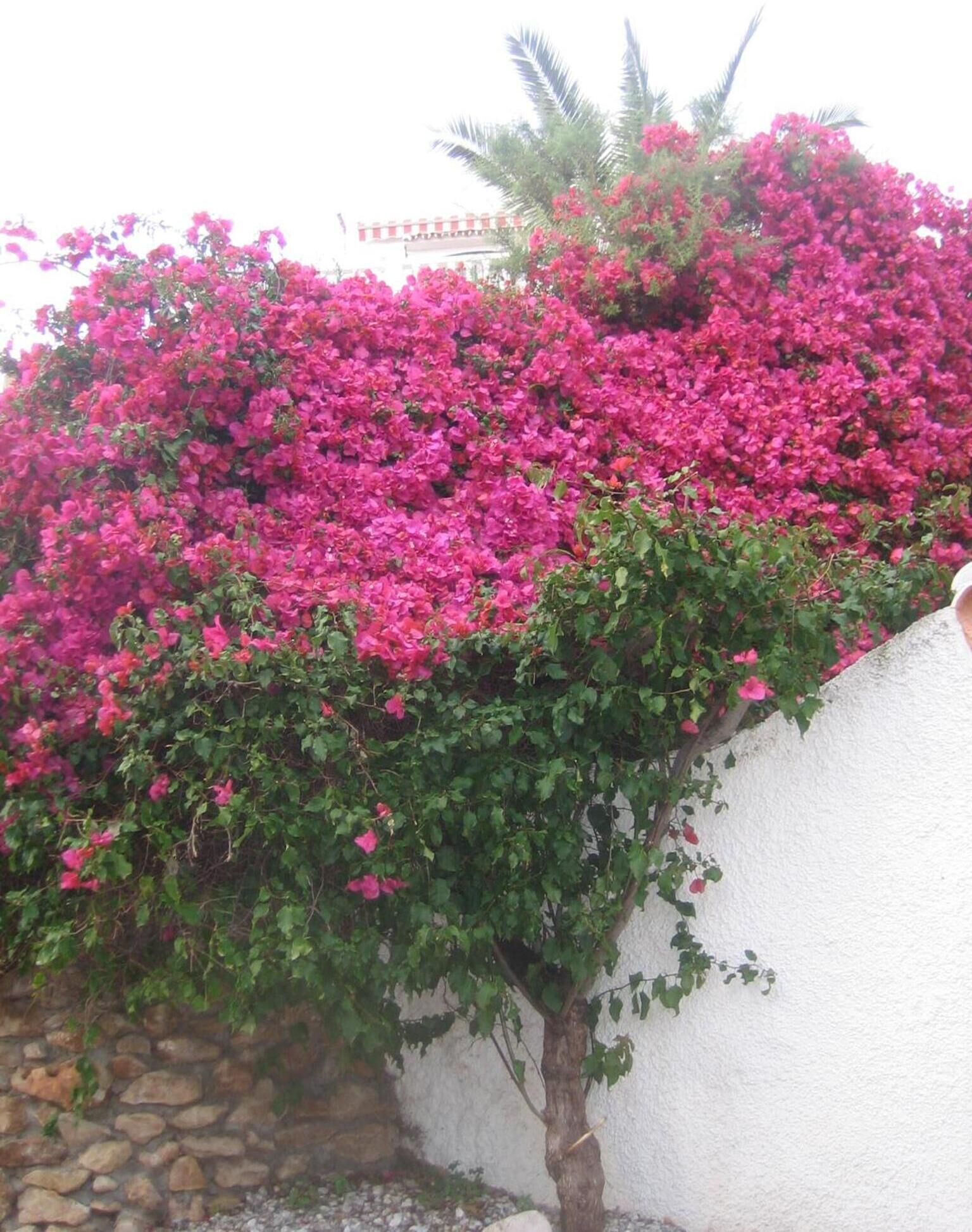 Carabeo 2000