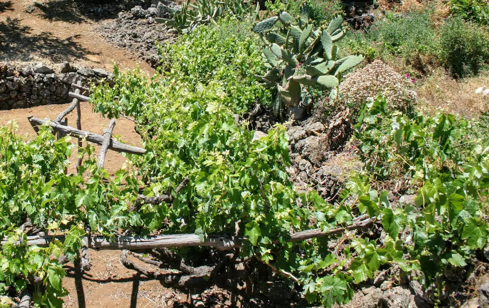 La Casa de La Abuela Leonor