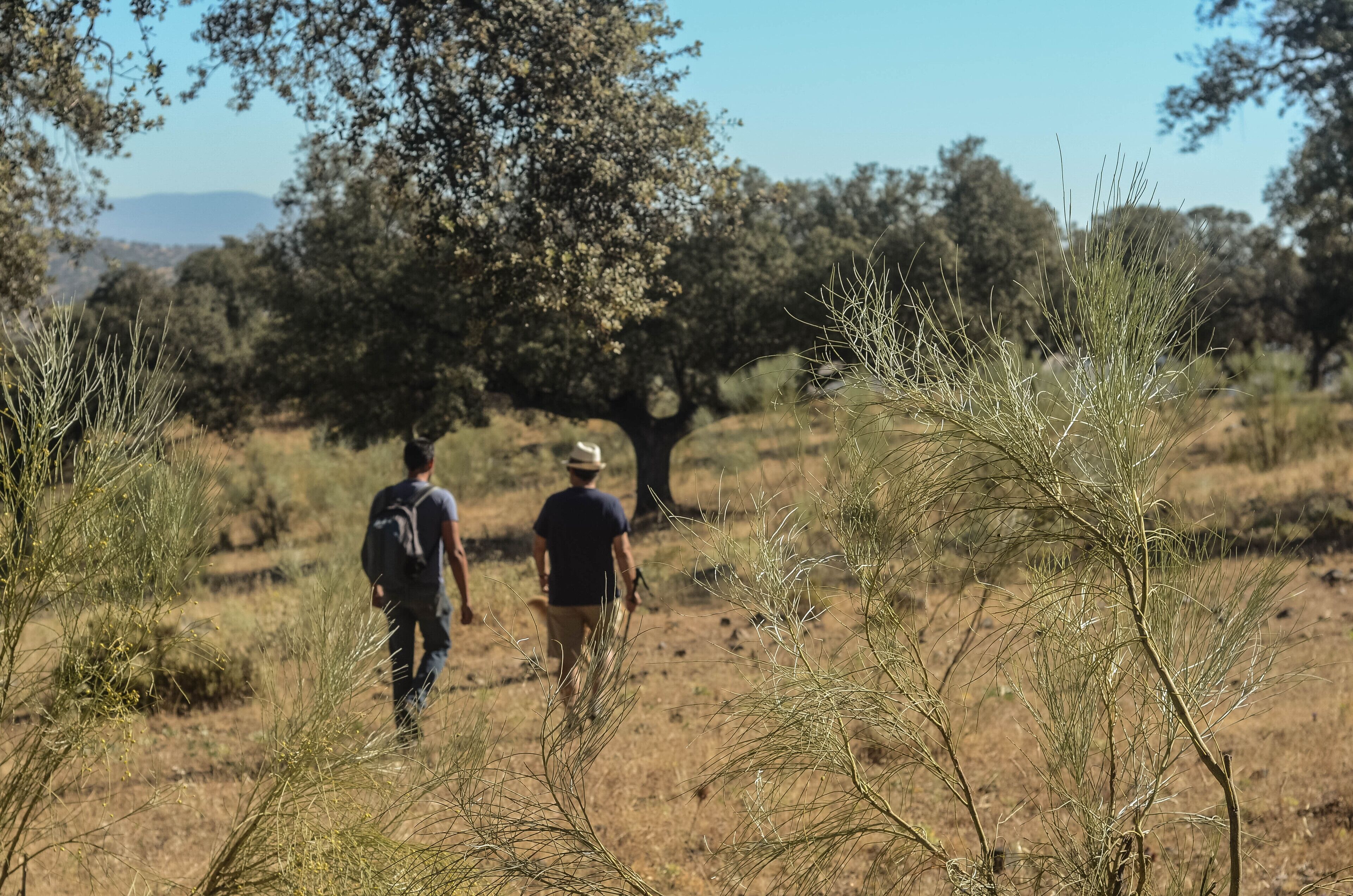 La Dehesa De Don Pedro