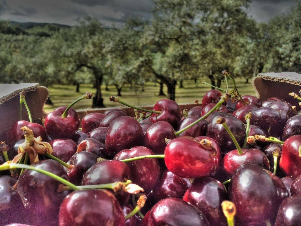 Finca La Ramallosa