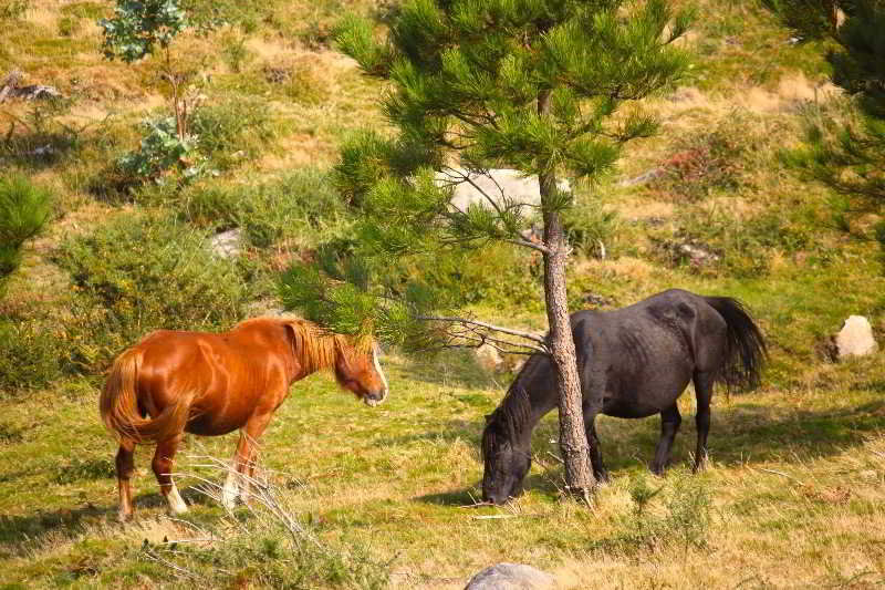 Pesquería del Tambre