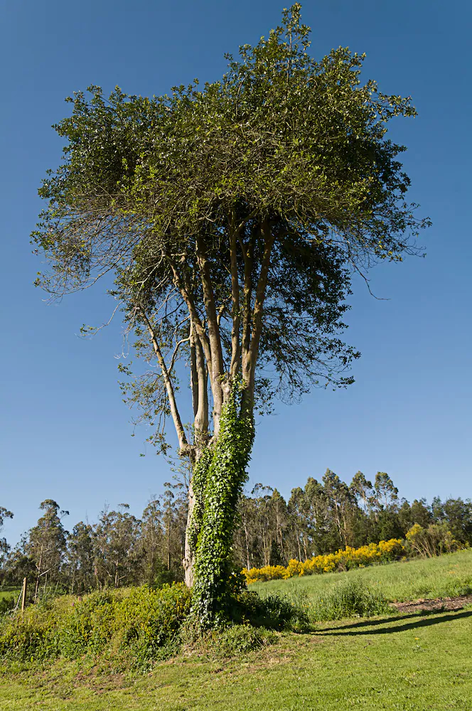 Casa Do Ghabino