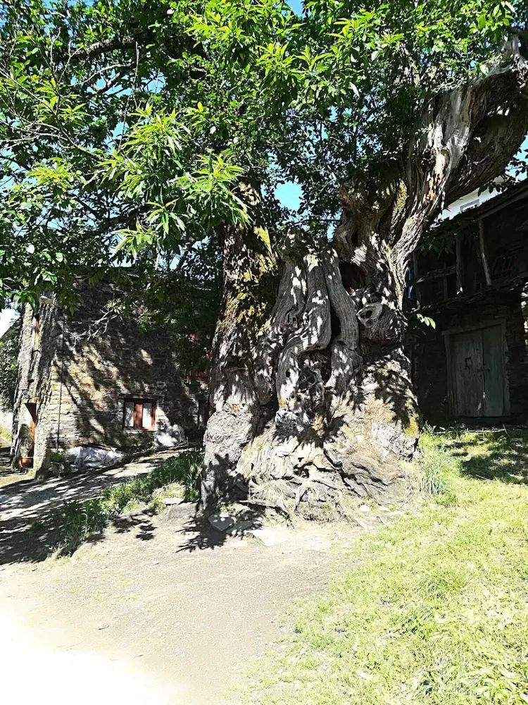 Casa Simon