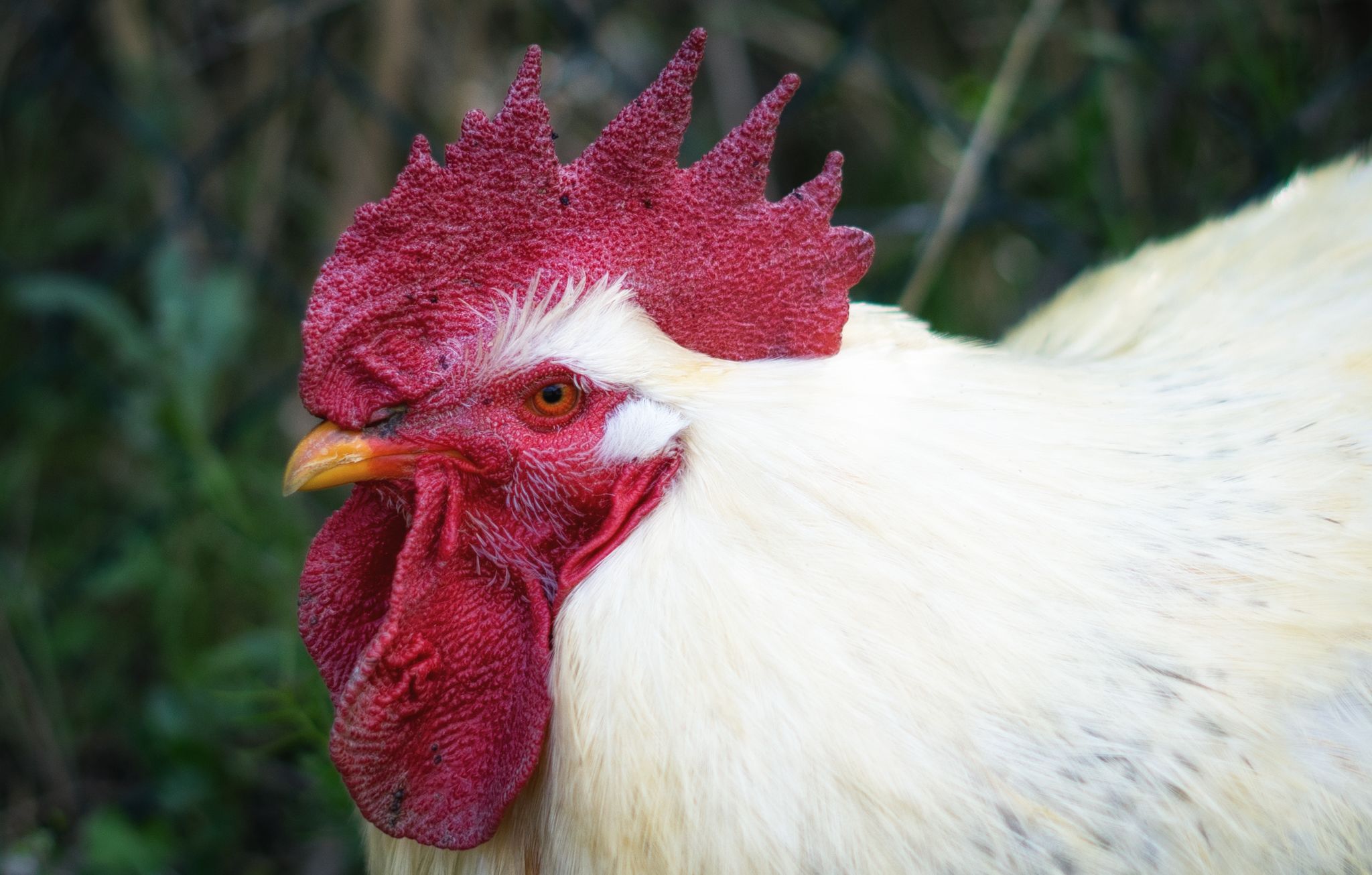 EcoTara Canary Islands