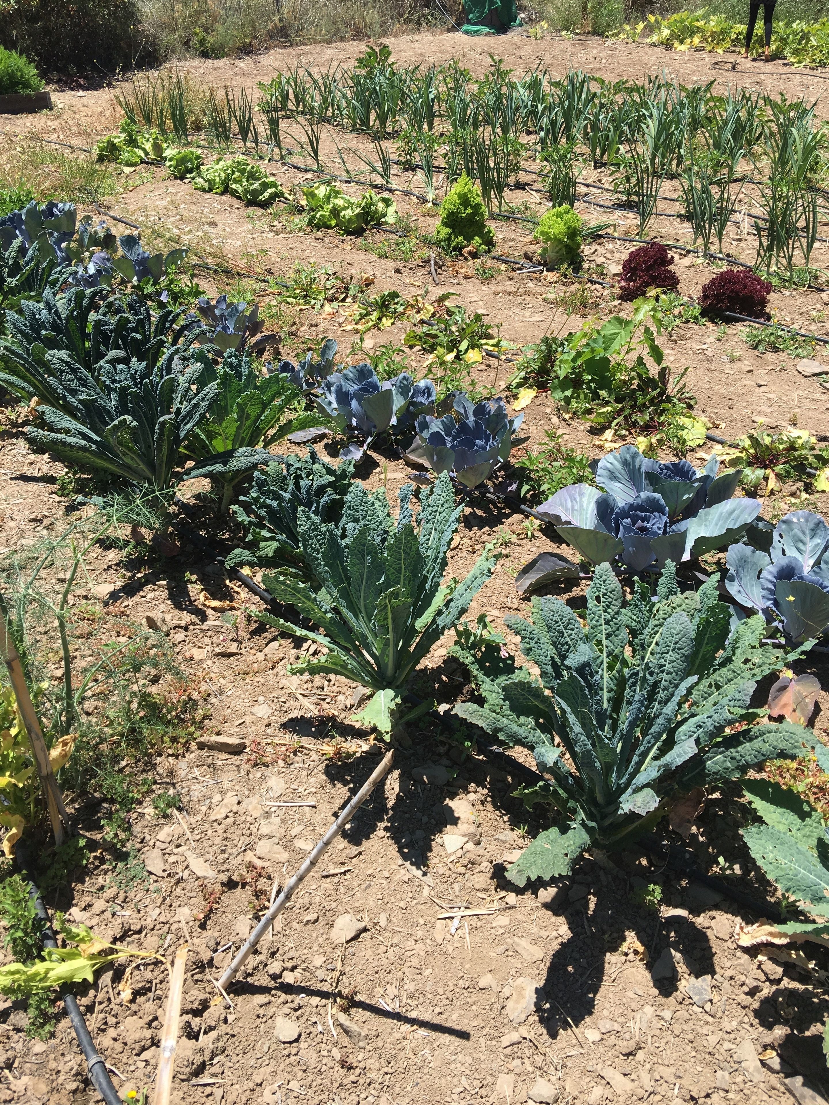 EcoTara Canary Islands