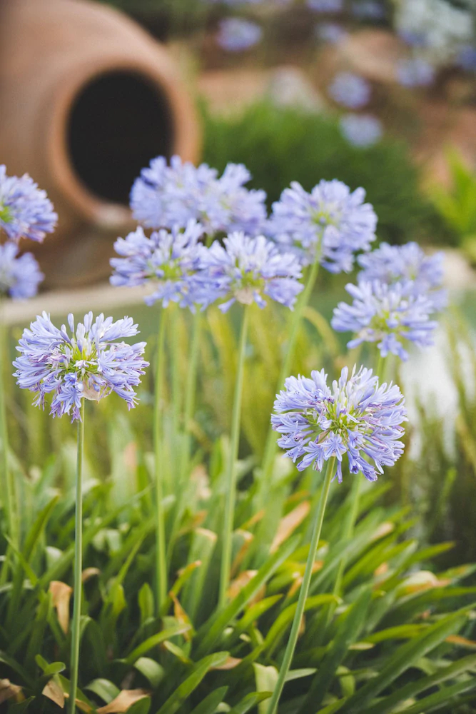 Can Jaume by Ocean Drive