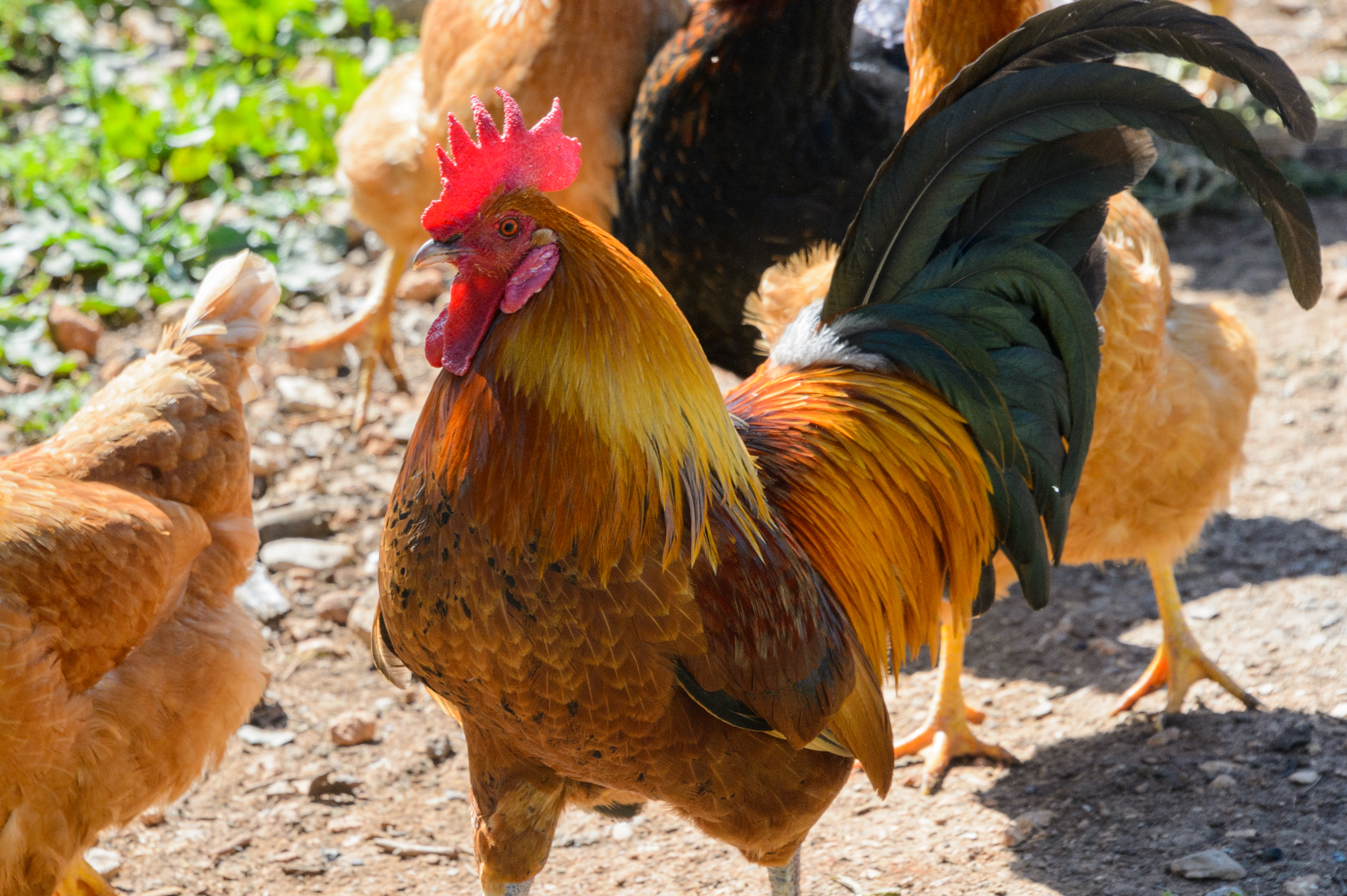 Es Mirador de Can Prats