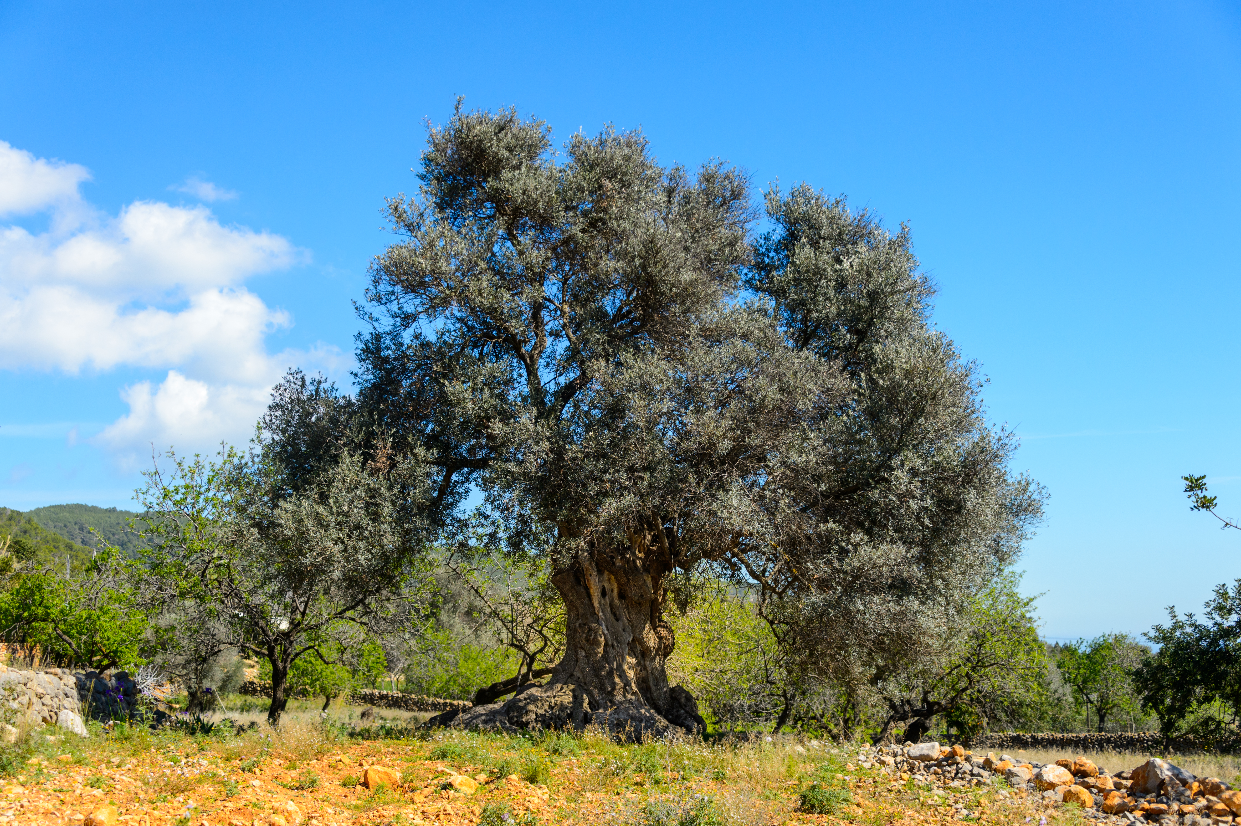 Es Mirador de Can Prats