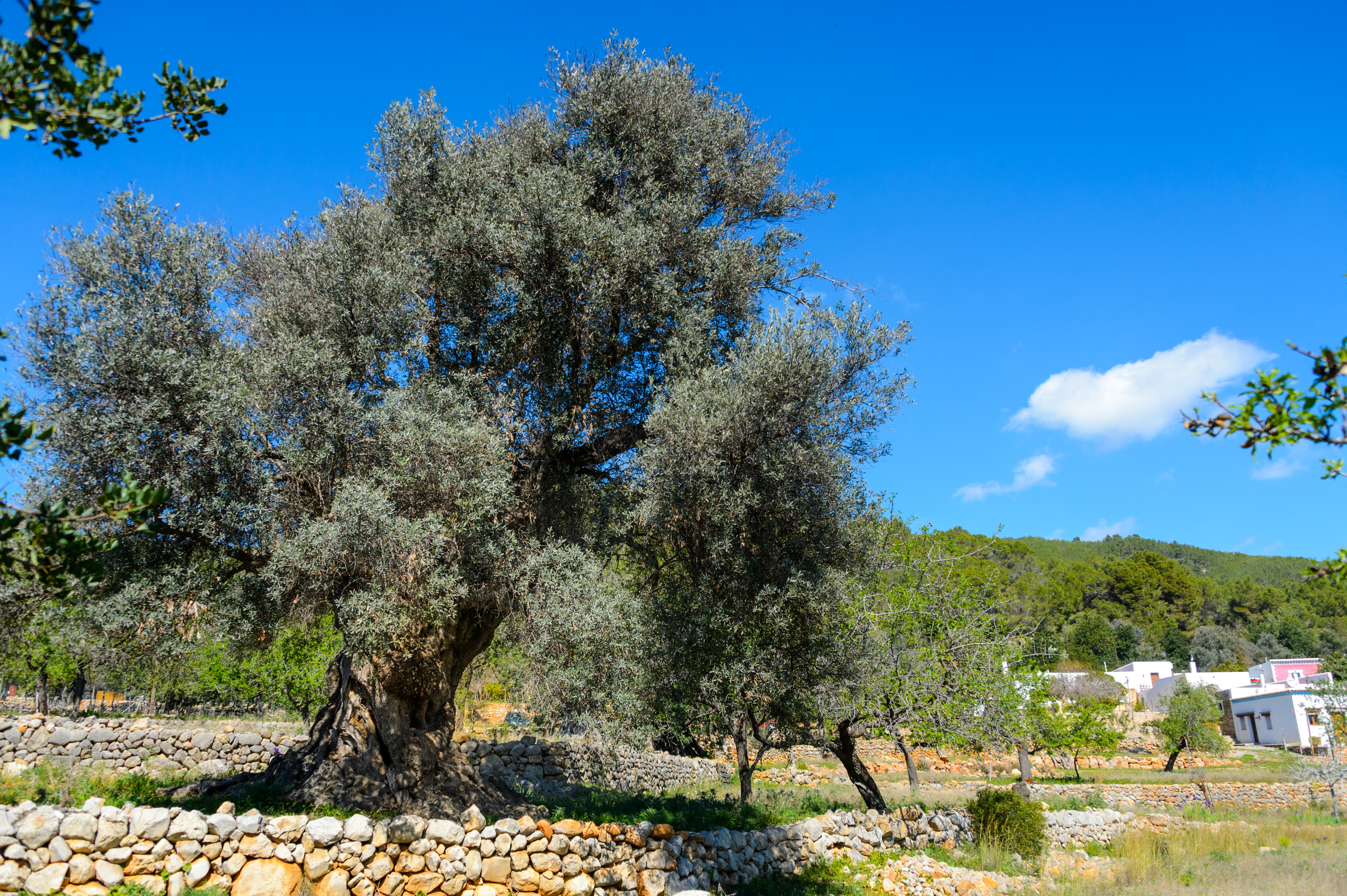 Es Mirador de Can Prats