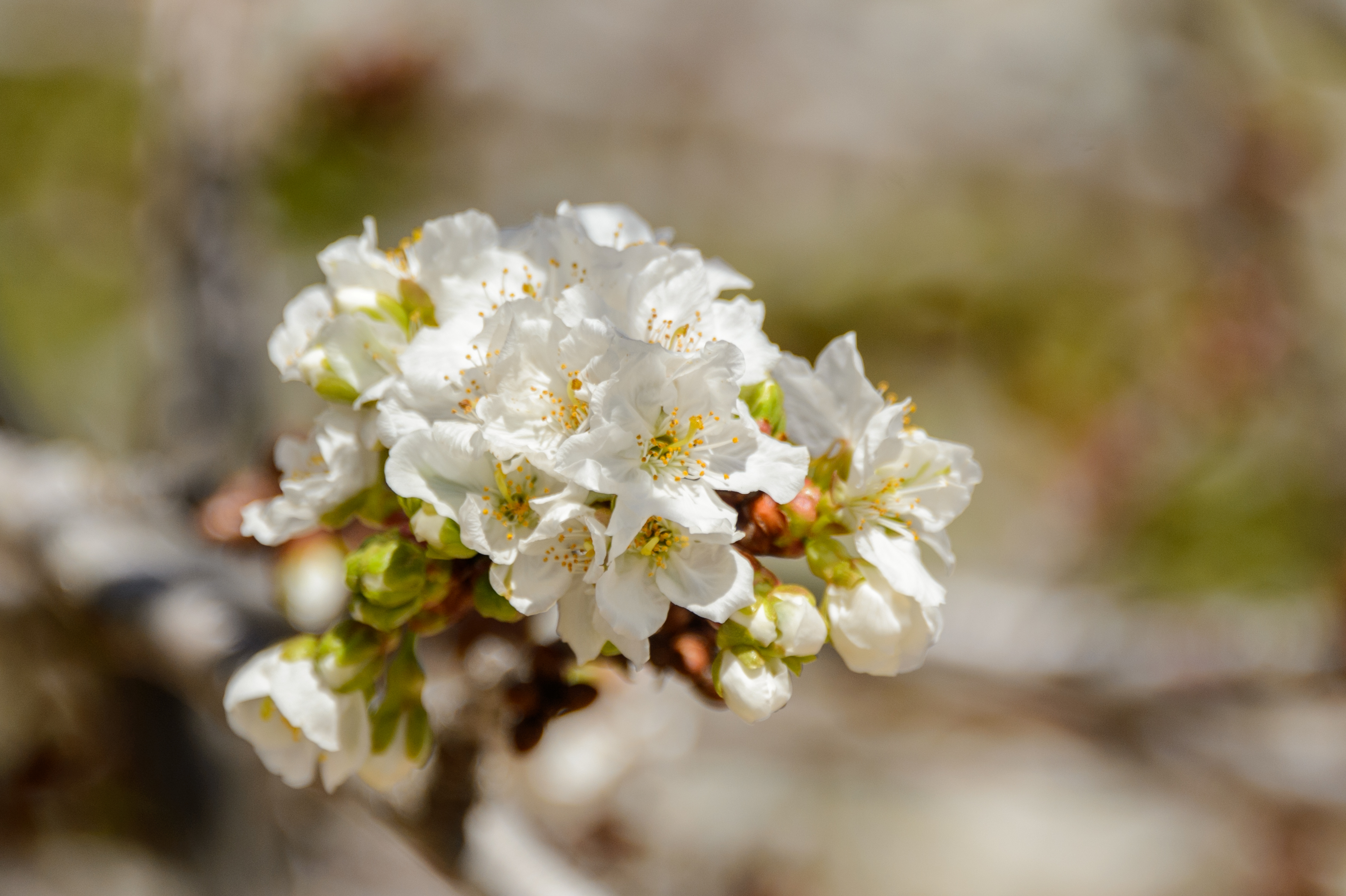 Es Mirador de Can Prats