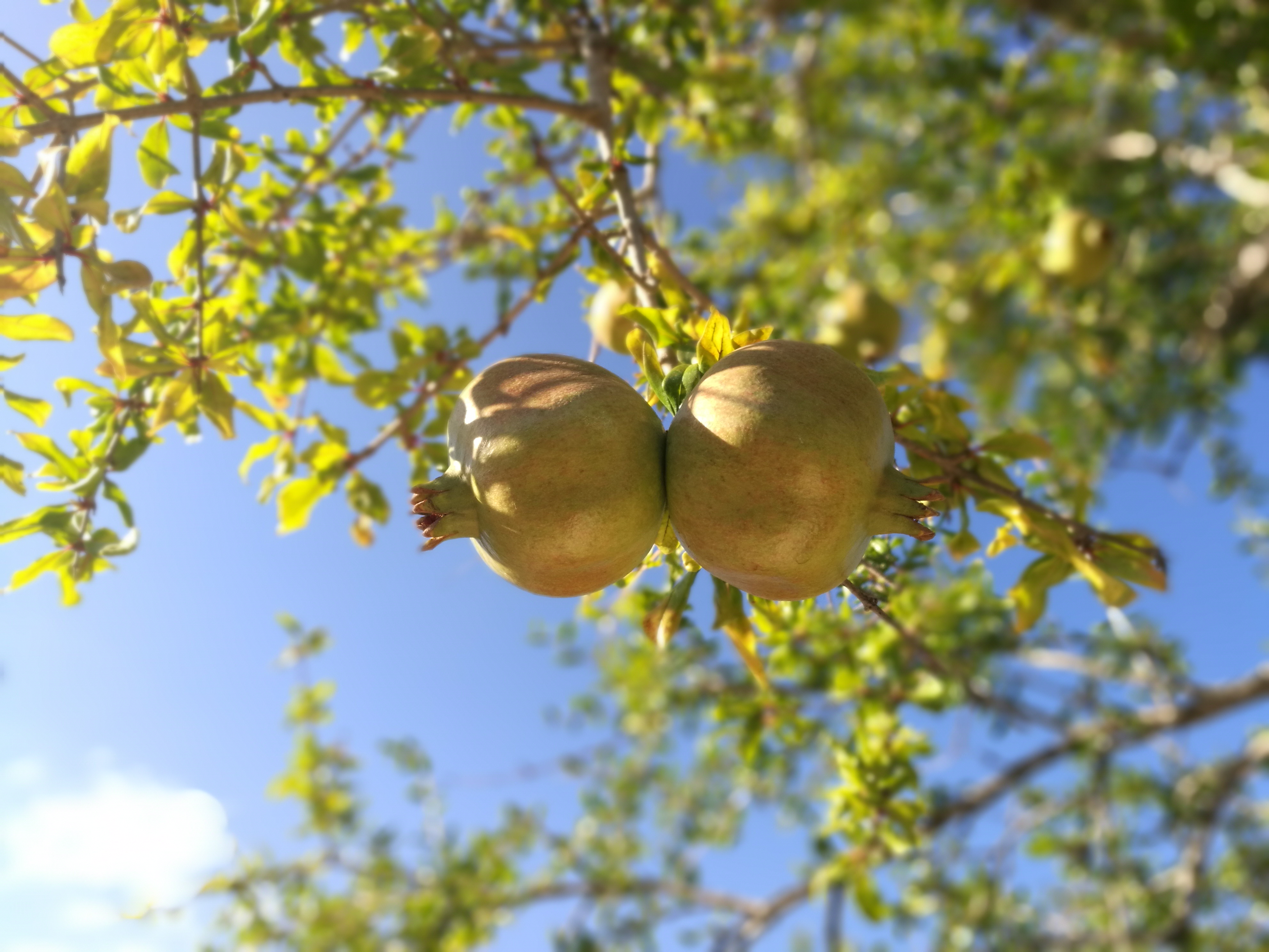 Es Mirador de Can Prats