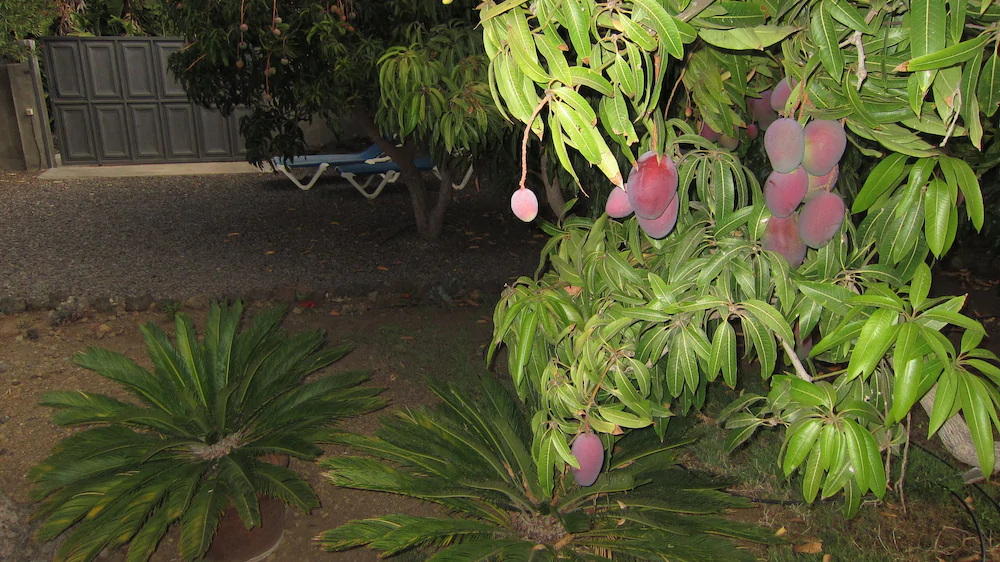 Finca El Gallo