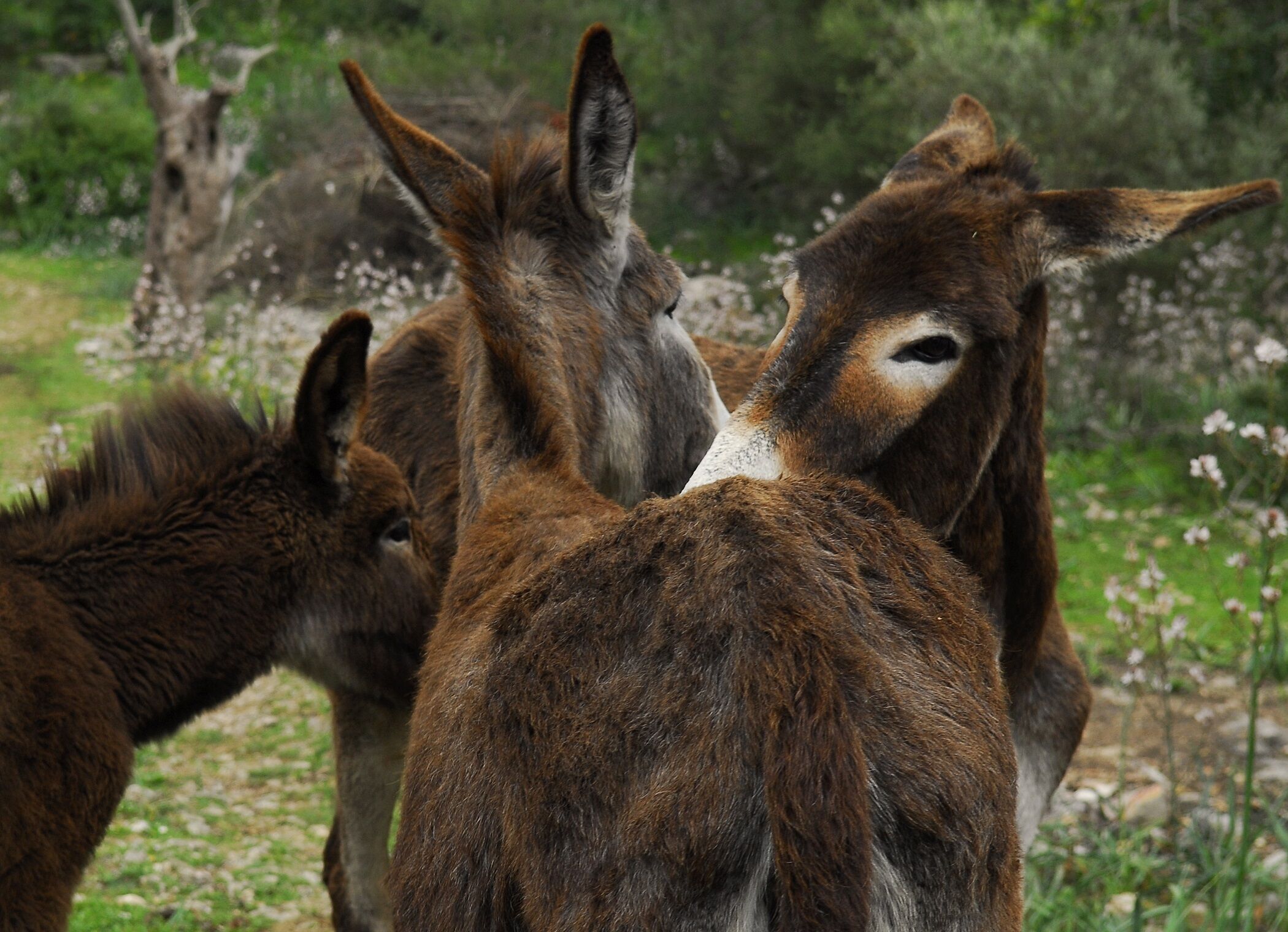 Alaró Natura Rural Suites