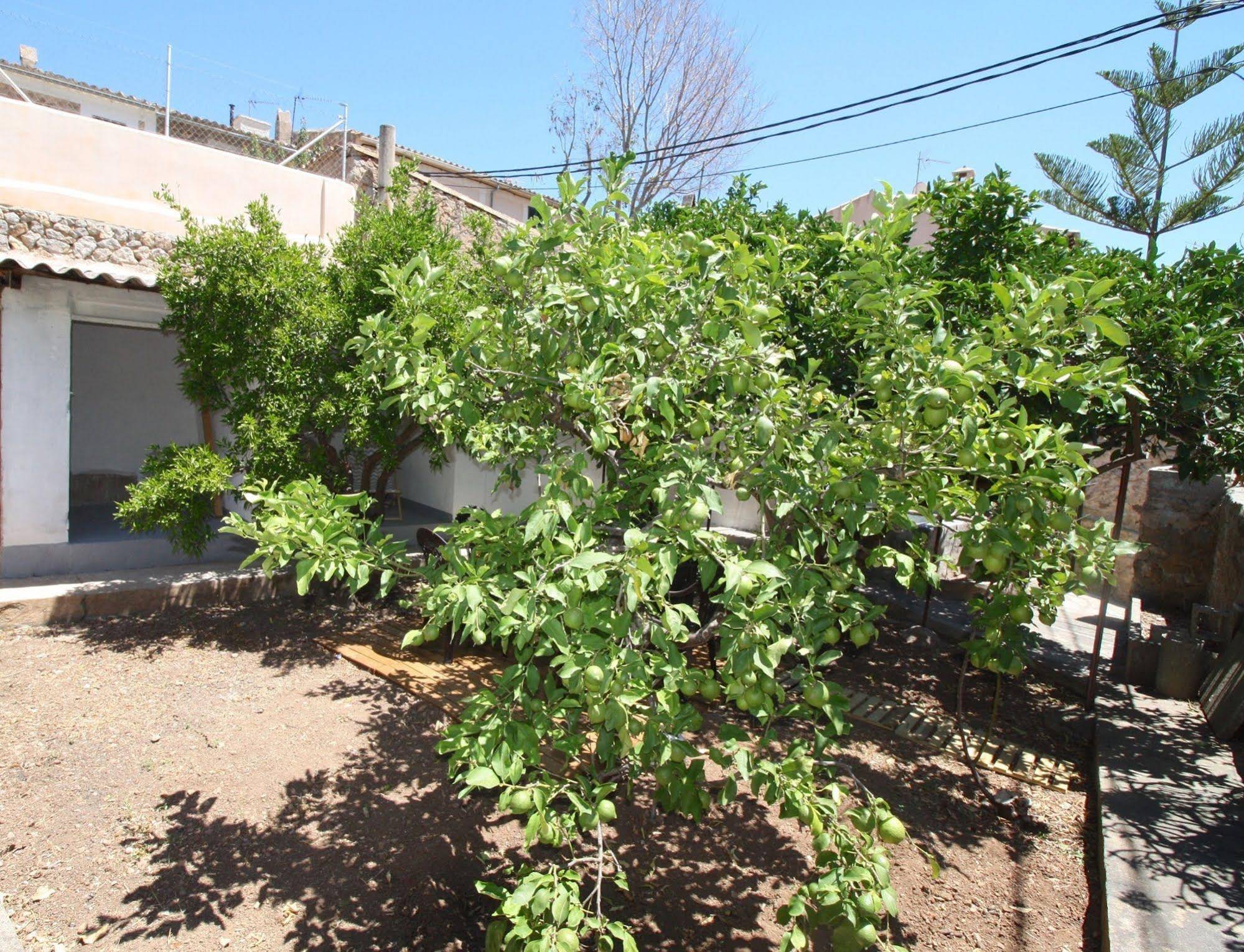 Villa Esporles Garden