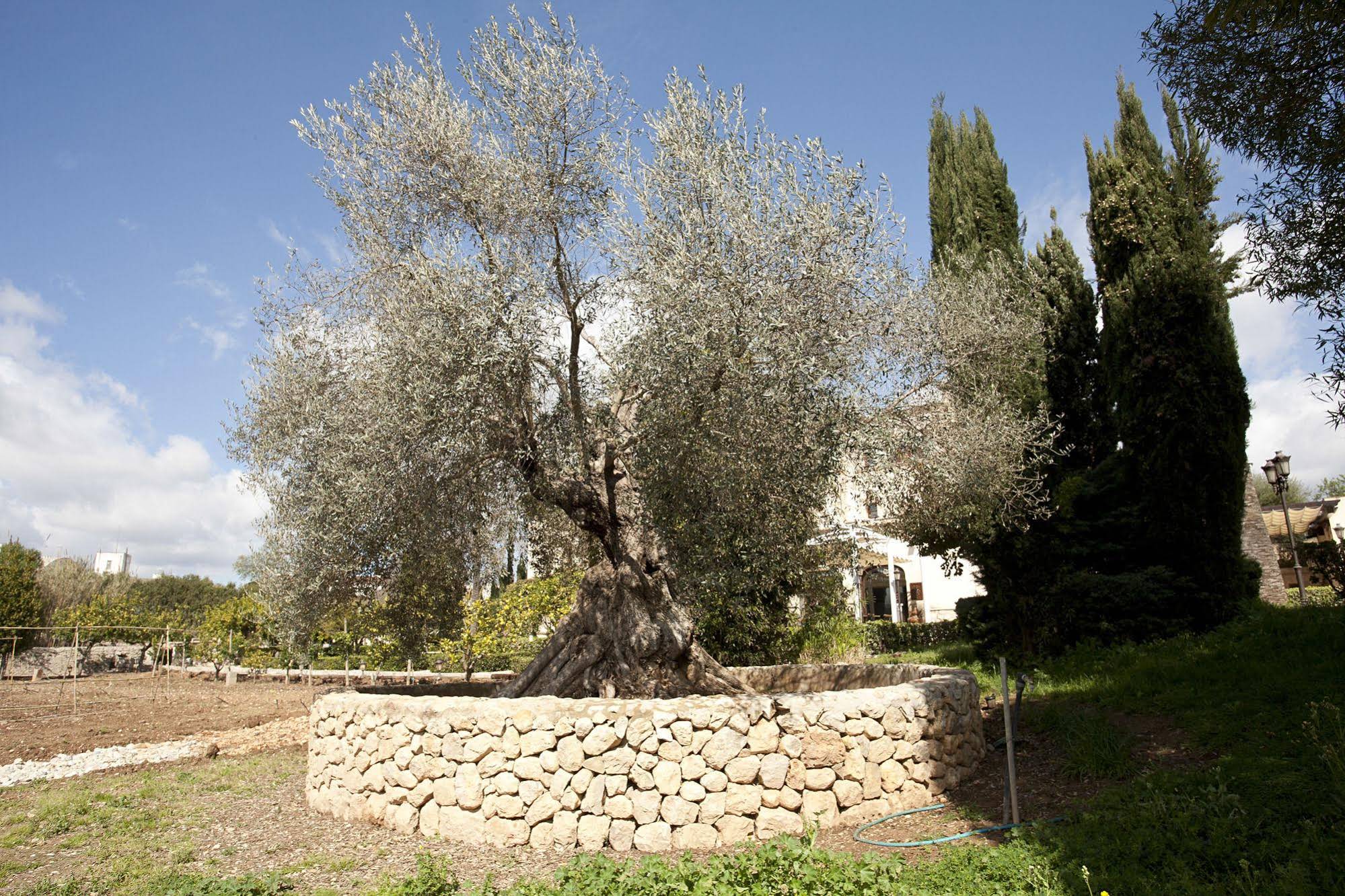 Sa Vinya des Convent