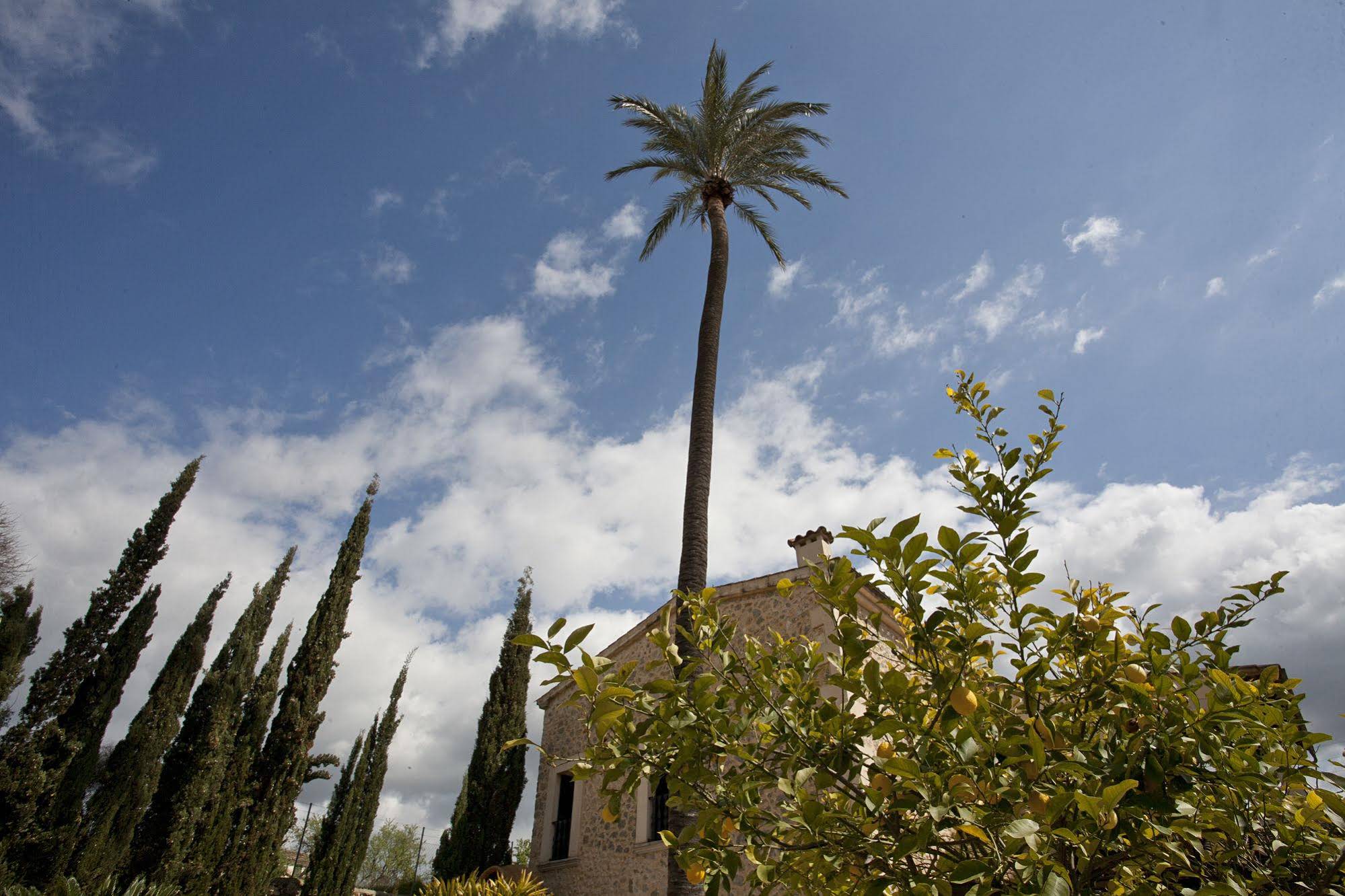 Sa Vinya des Convent
