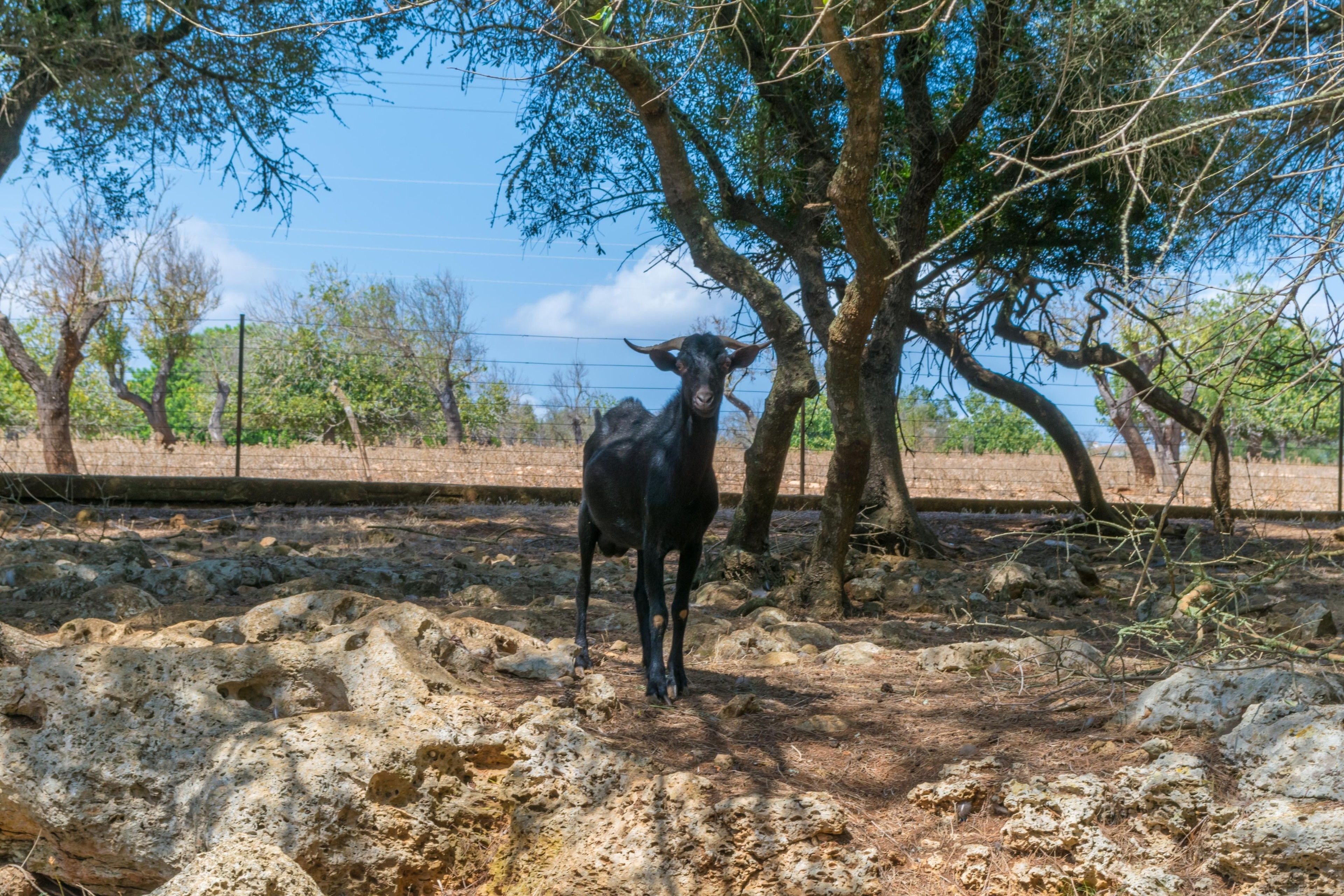 Finca Son Baulo
