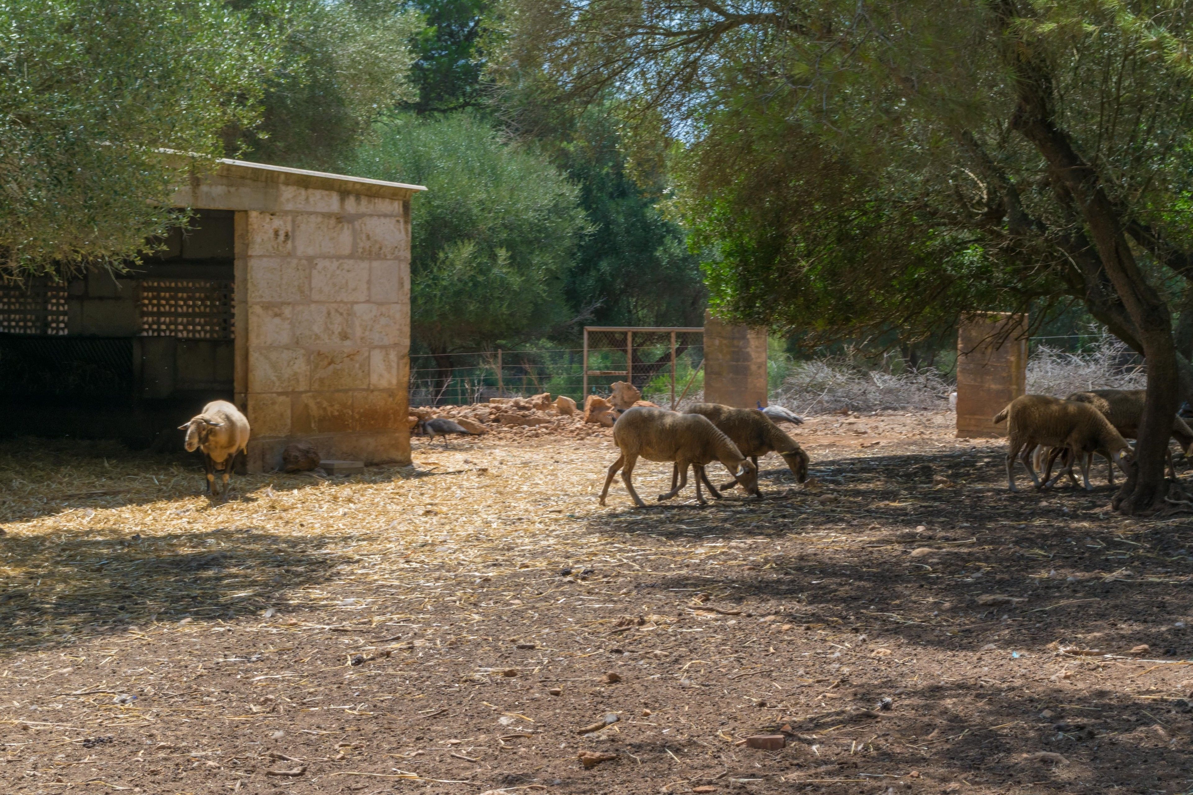 Finca Son Baulo