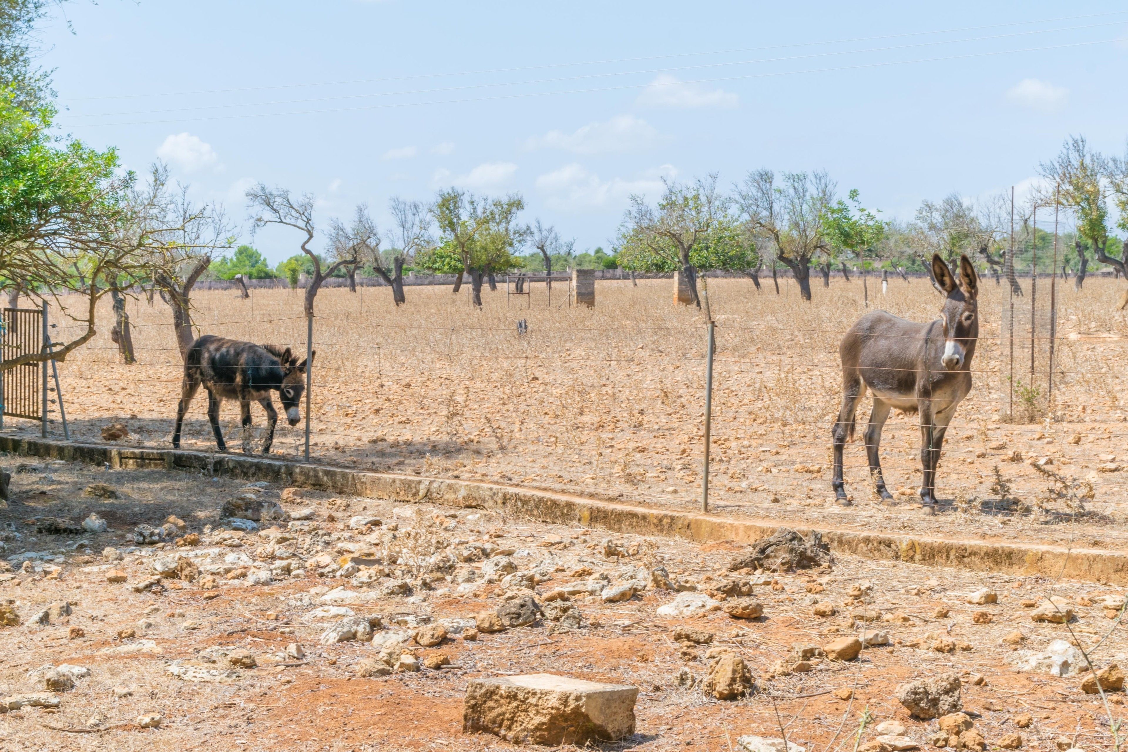 Finca Son Baulo
