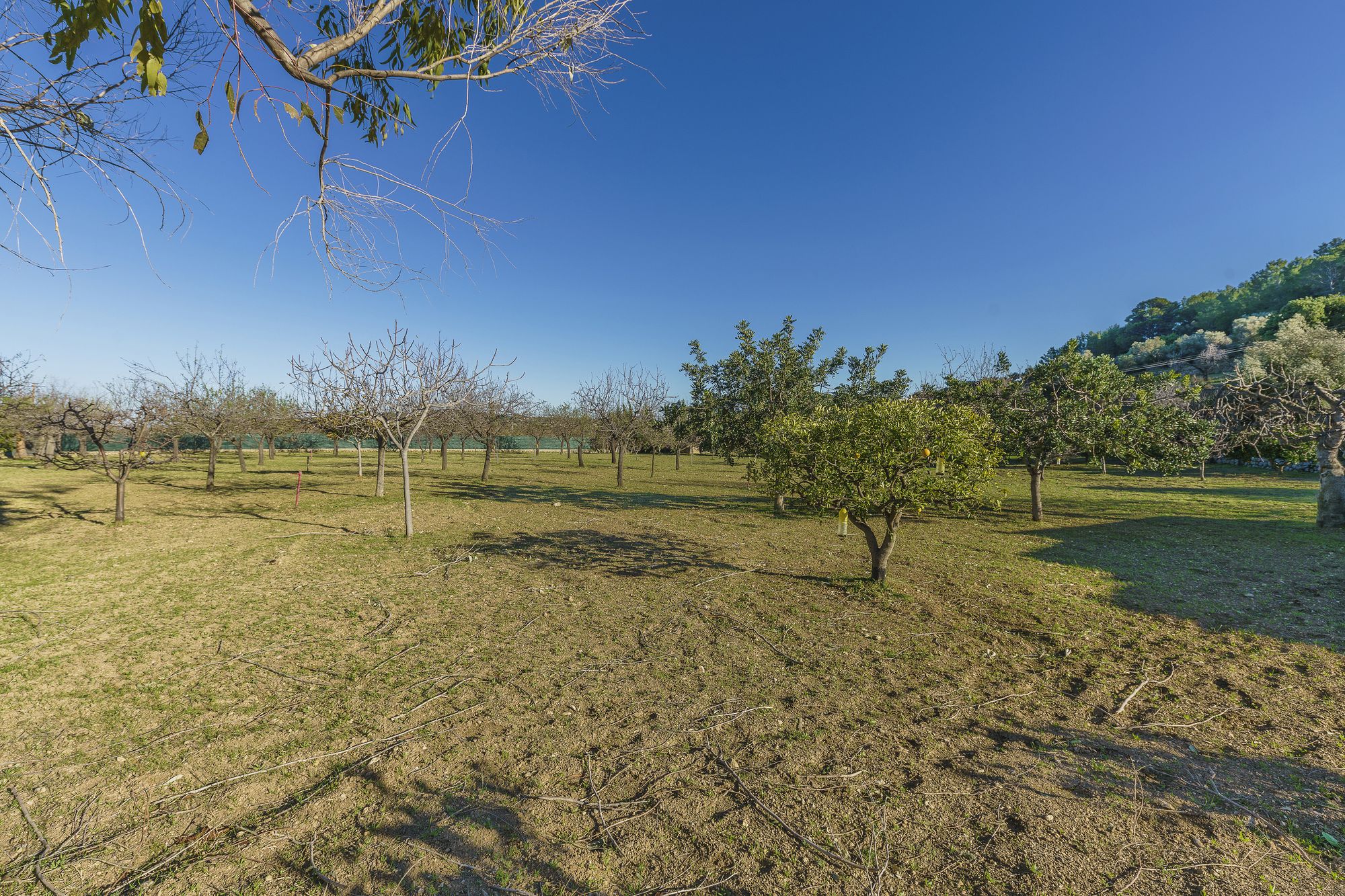 Finca Can Moreu