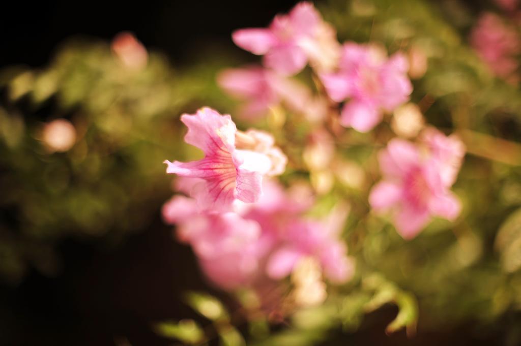 Hotel Rural Biniarroca