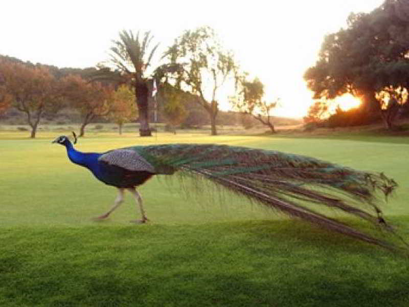 Son Parc Golf Resort