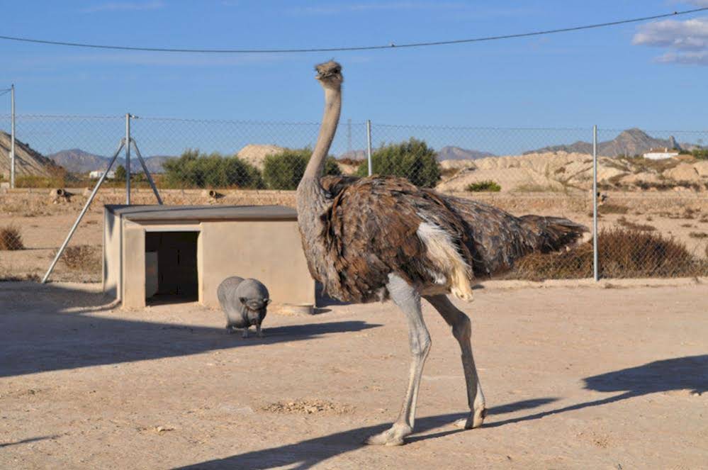Casas Rurales El Viejo Establo