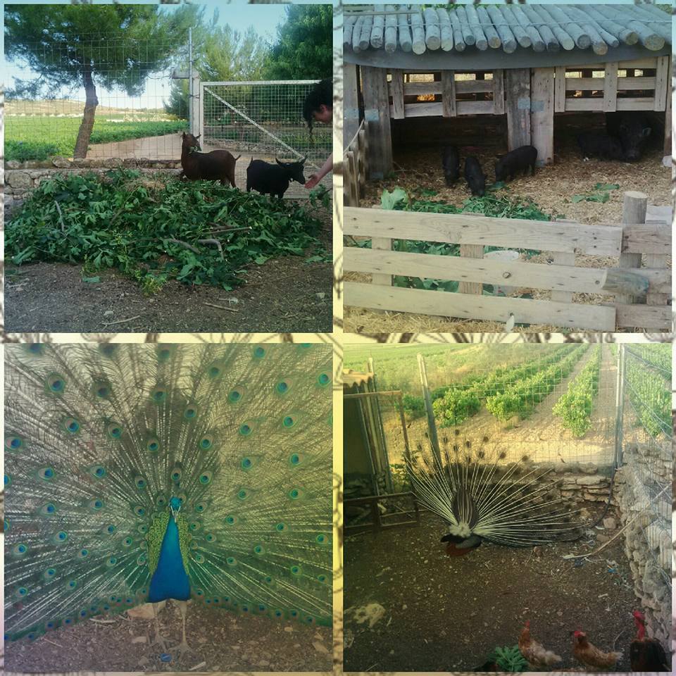 Hotel Spa Enoturismo Mainetes