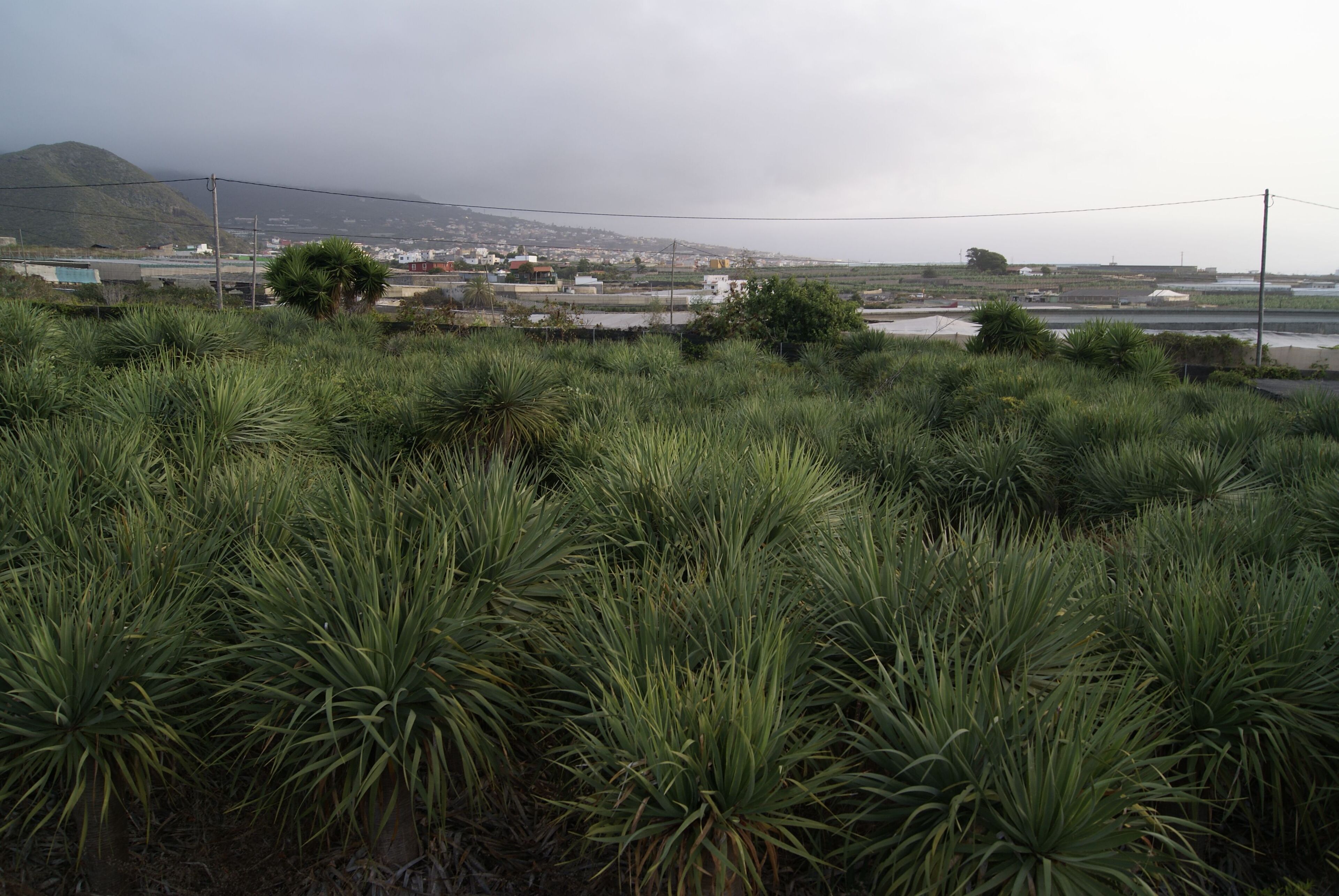 Agro-Camping Invernaderito