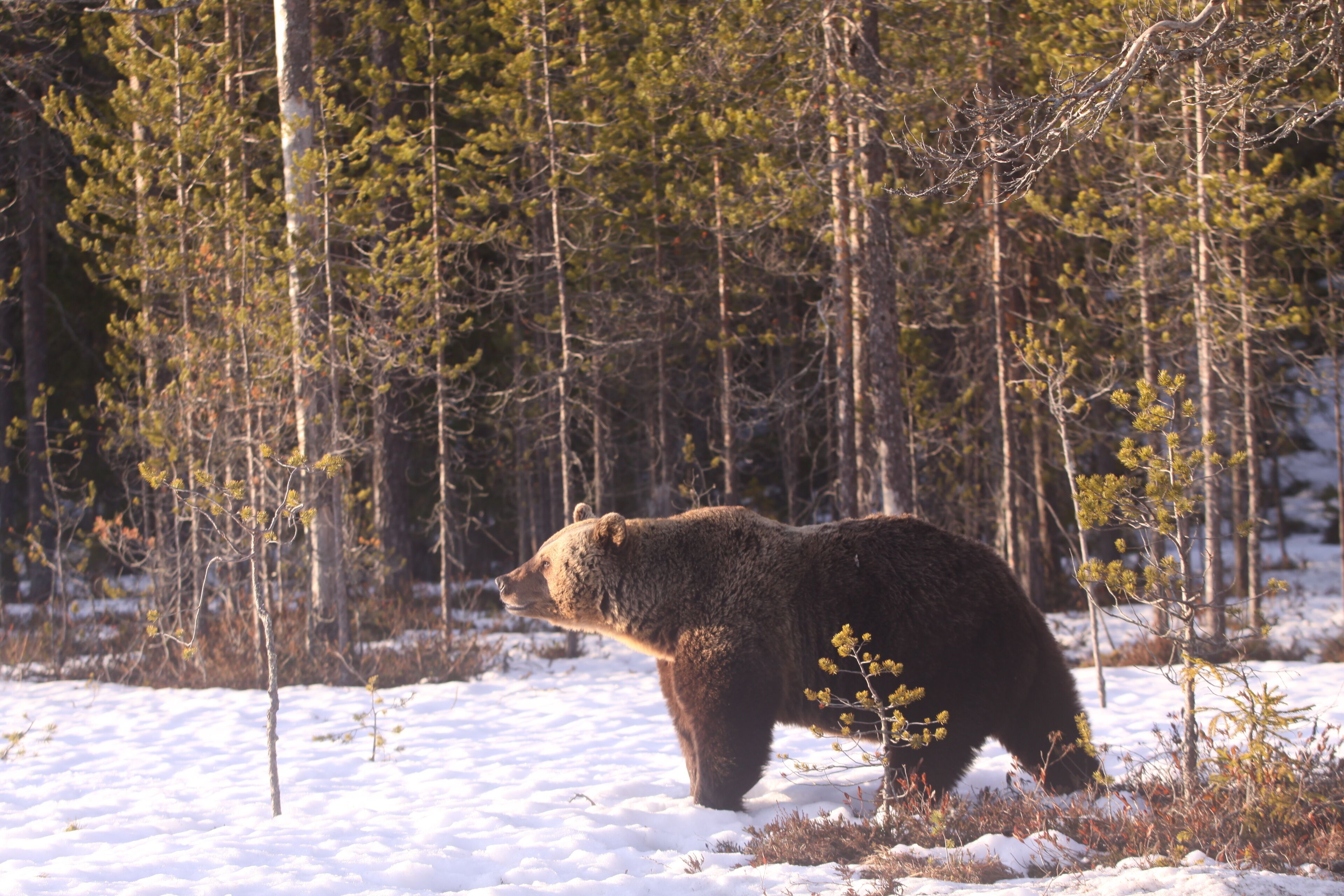 Bear Centre