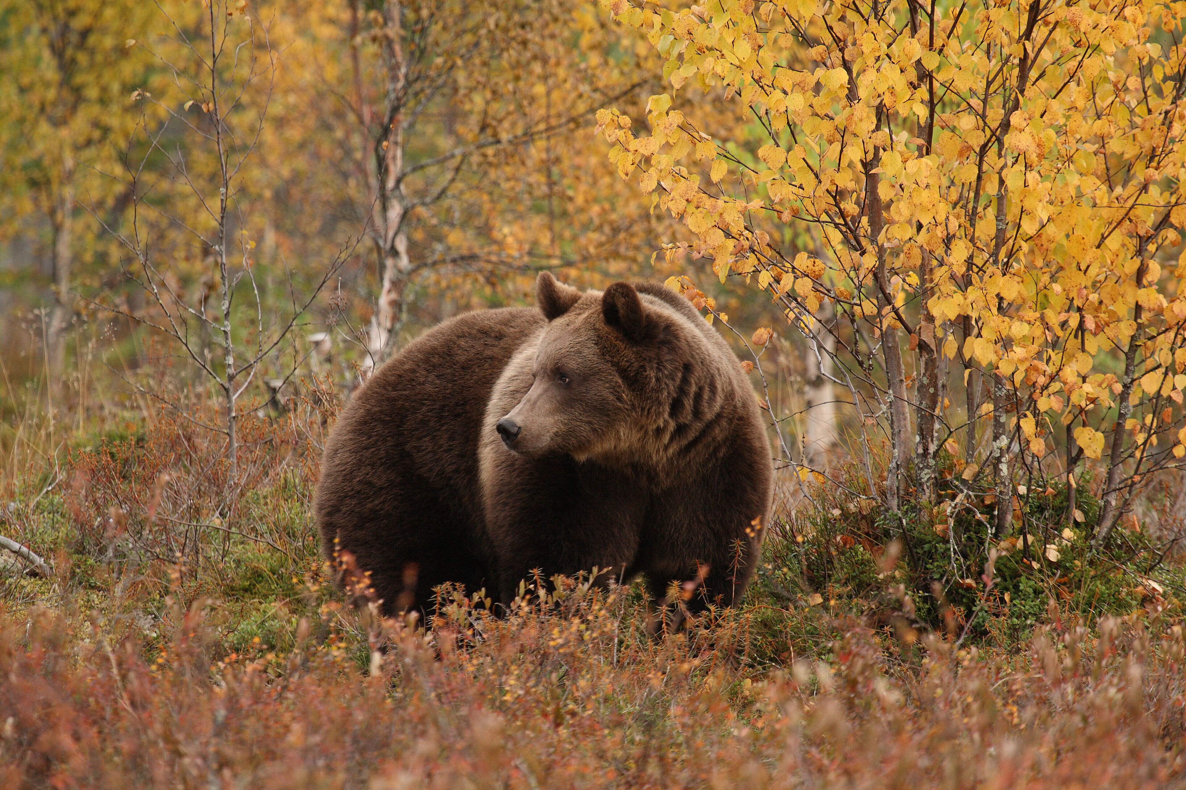 Bear Centre