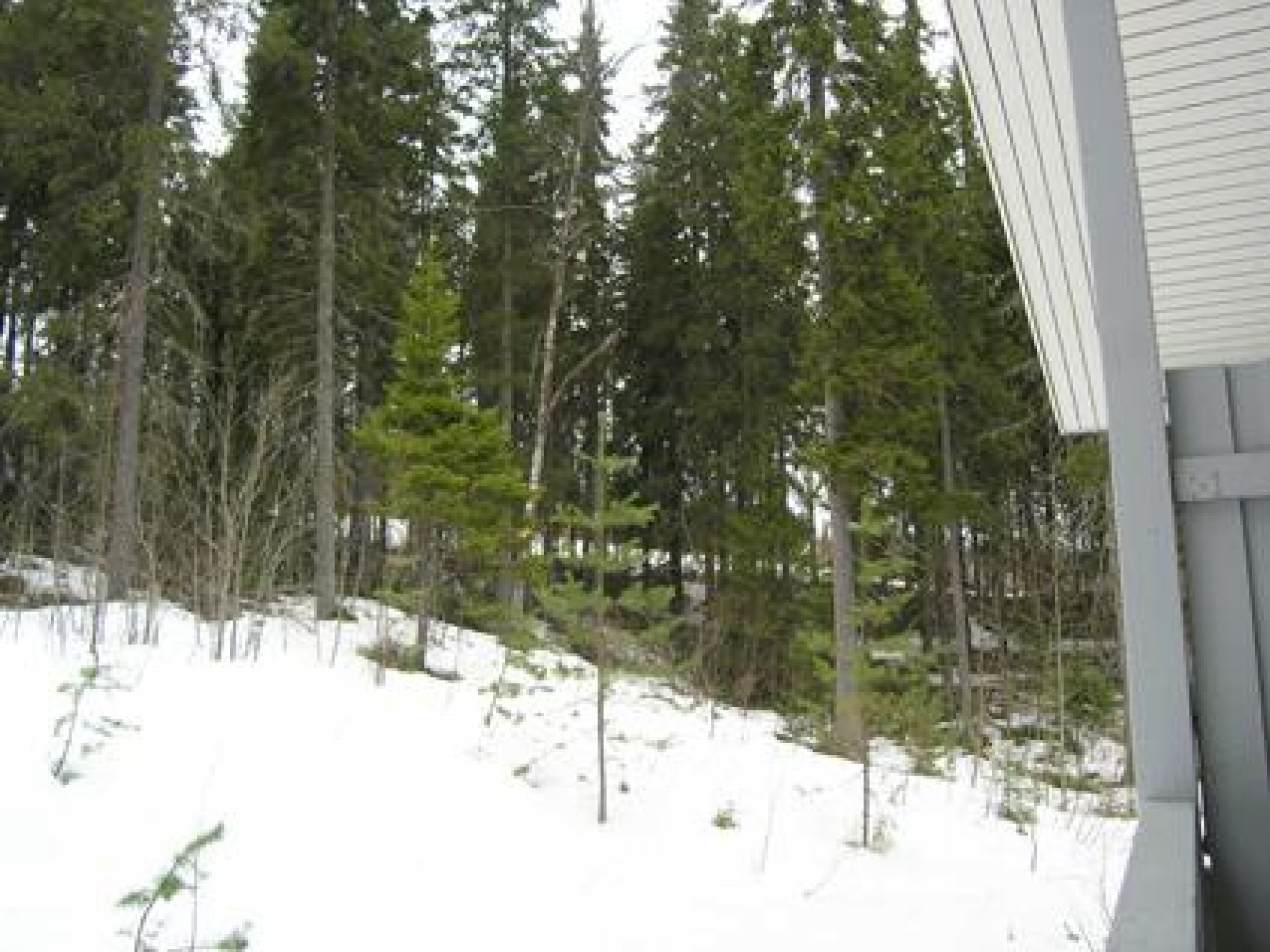 Sinivuokko